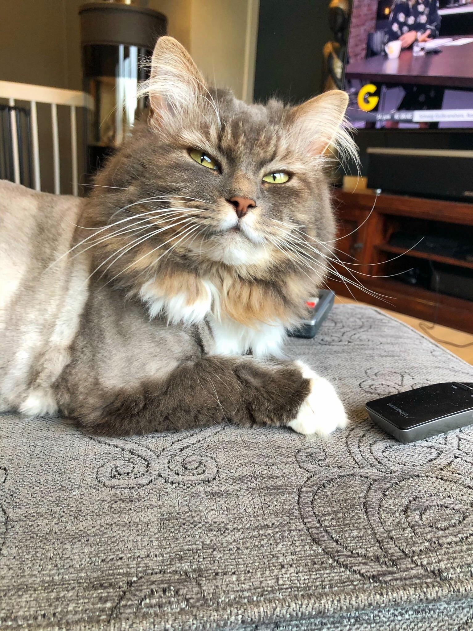 We Gave Nala the Lion Cut