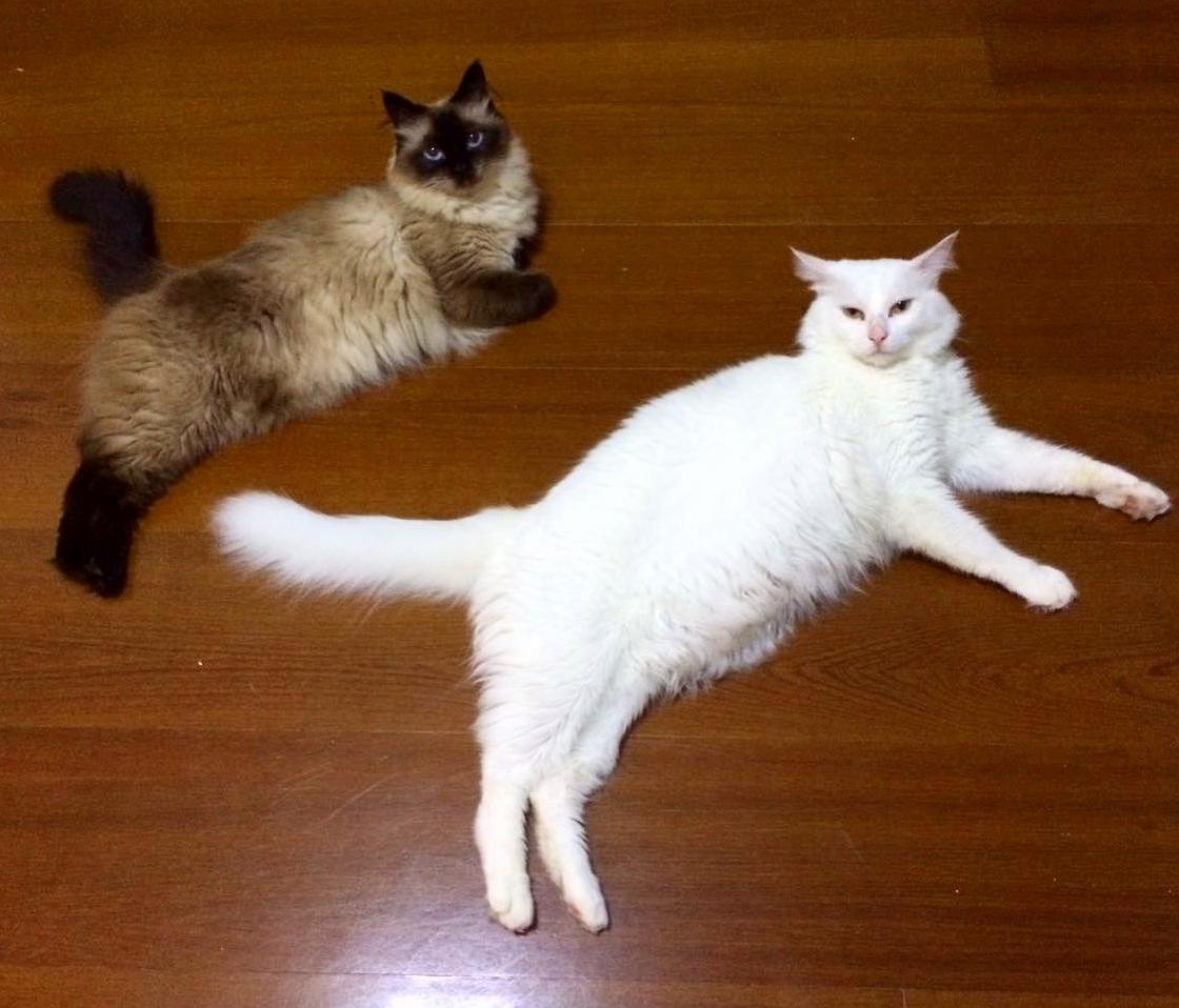 We Present You Sissi and Mingau, the Wannabe Puma Icon Furryballs