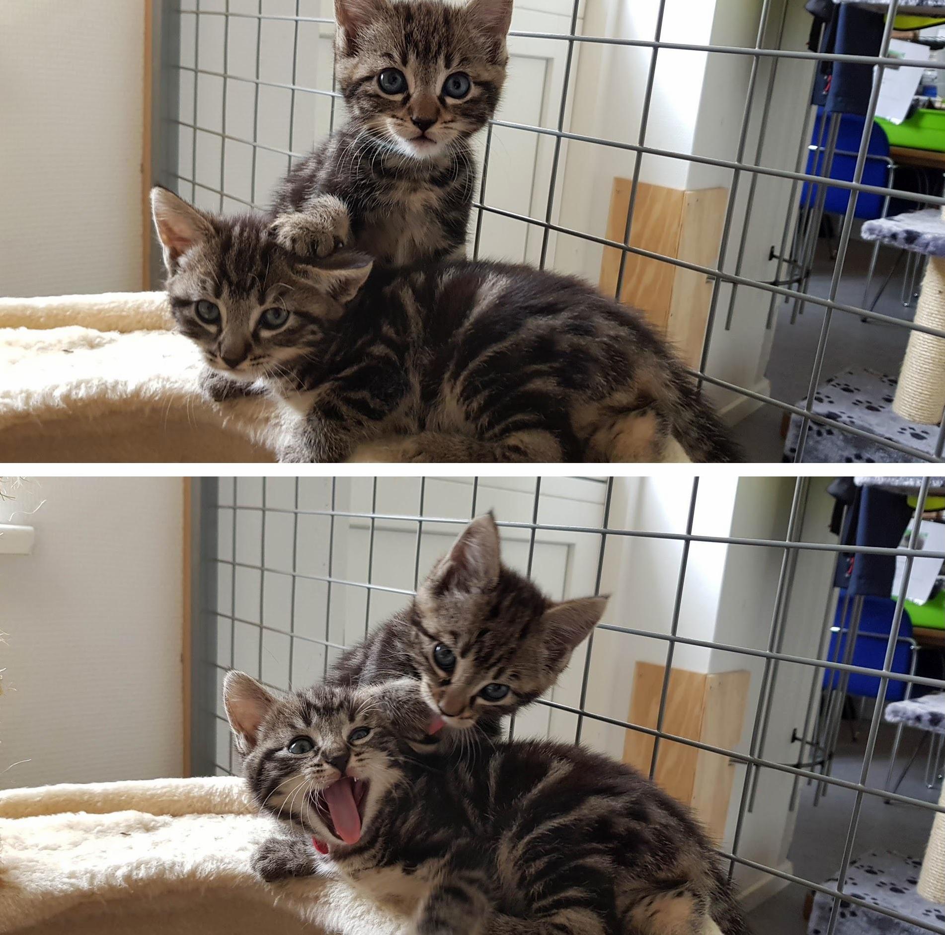 When You Have Siblings