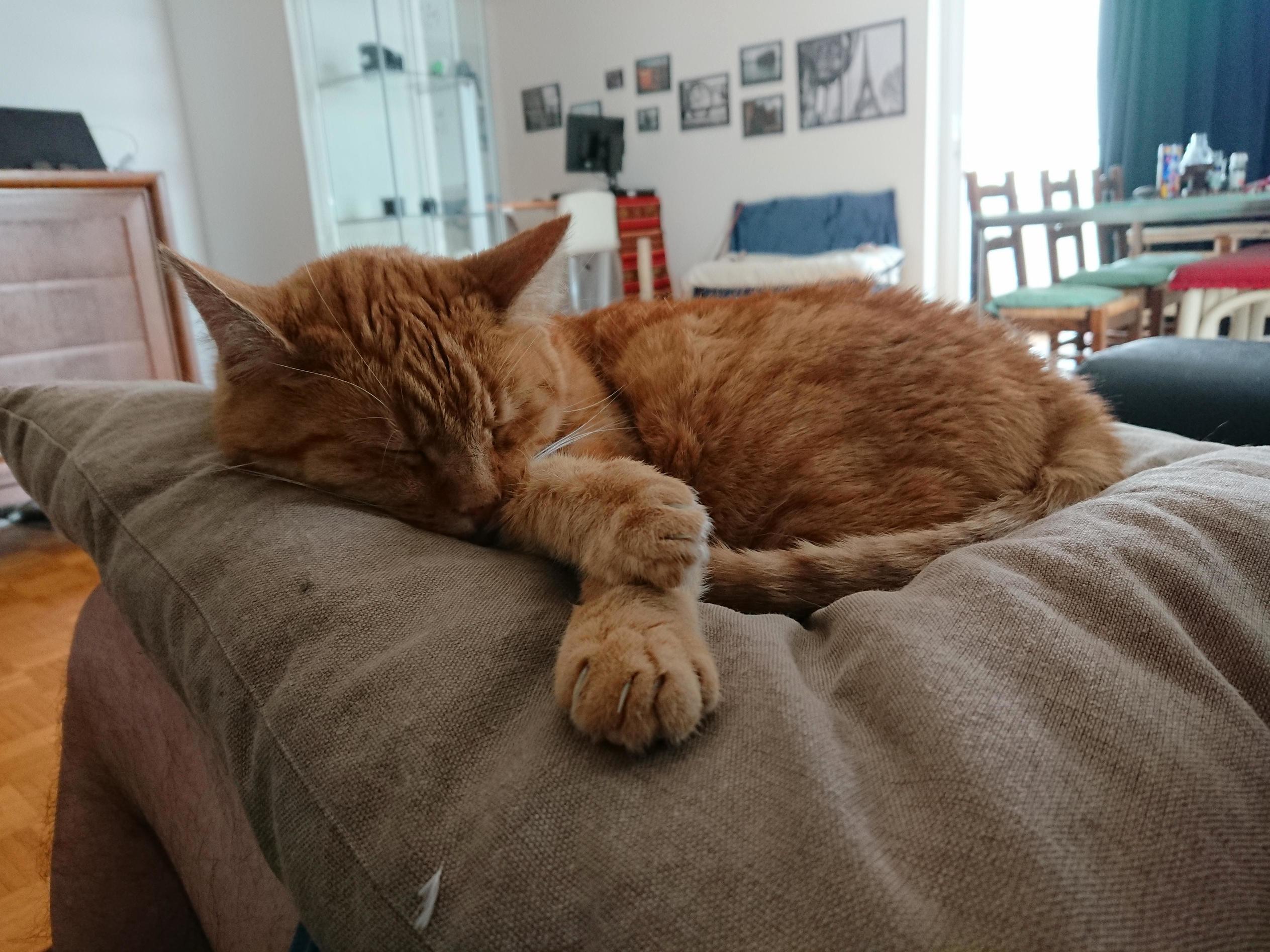 Whenever We Have a Weekend Trip Coming Up, Our Standoffish, Adopted Kitty Becomes Super Cuddly