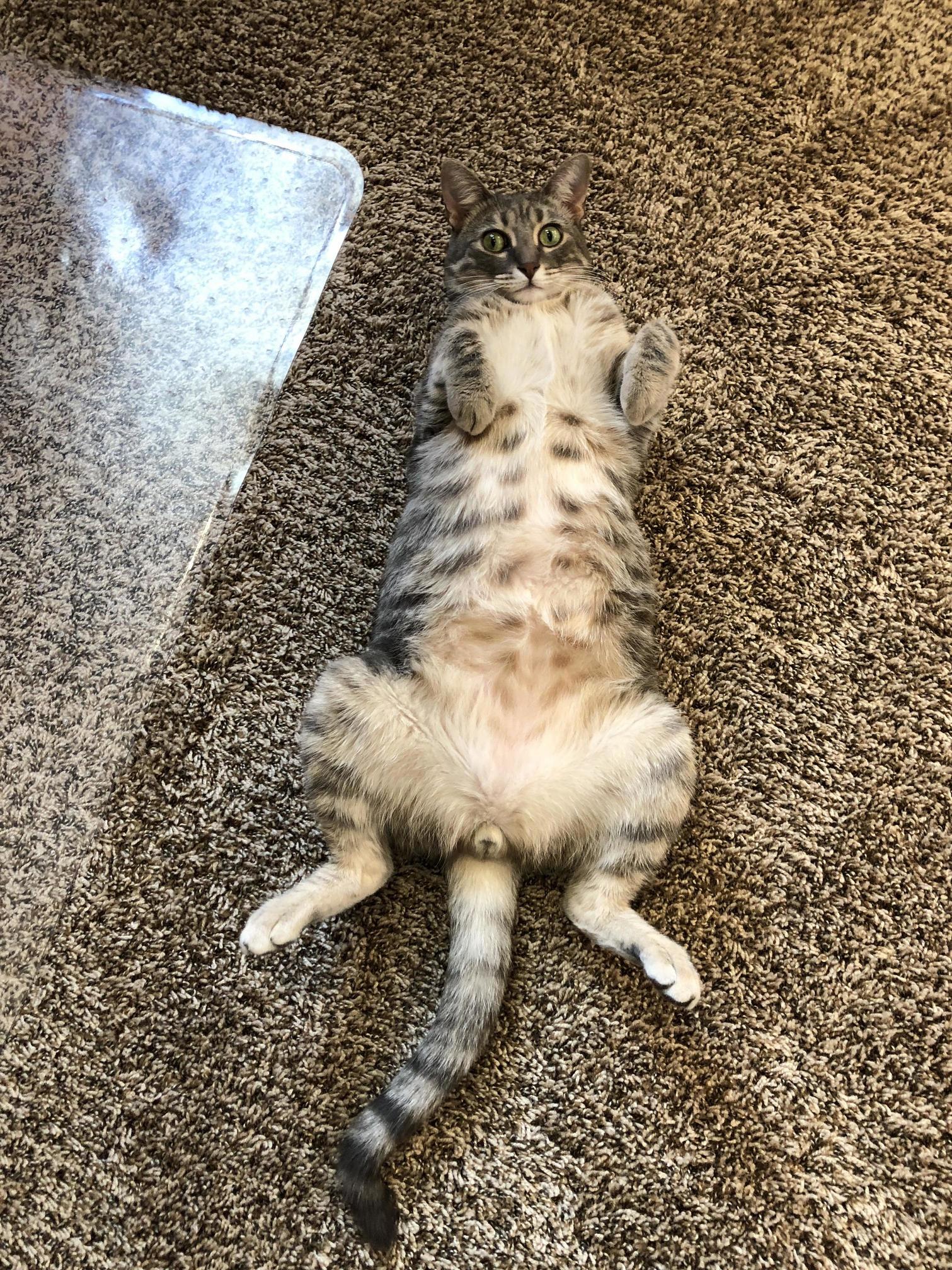 Winston Perpetually Looks Guilty. This Is His Favorite Position to Rest.