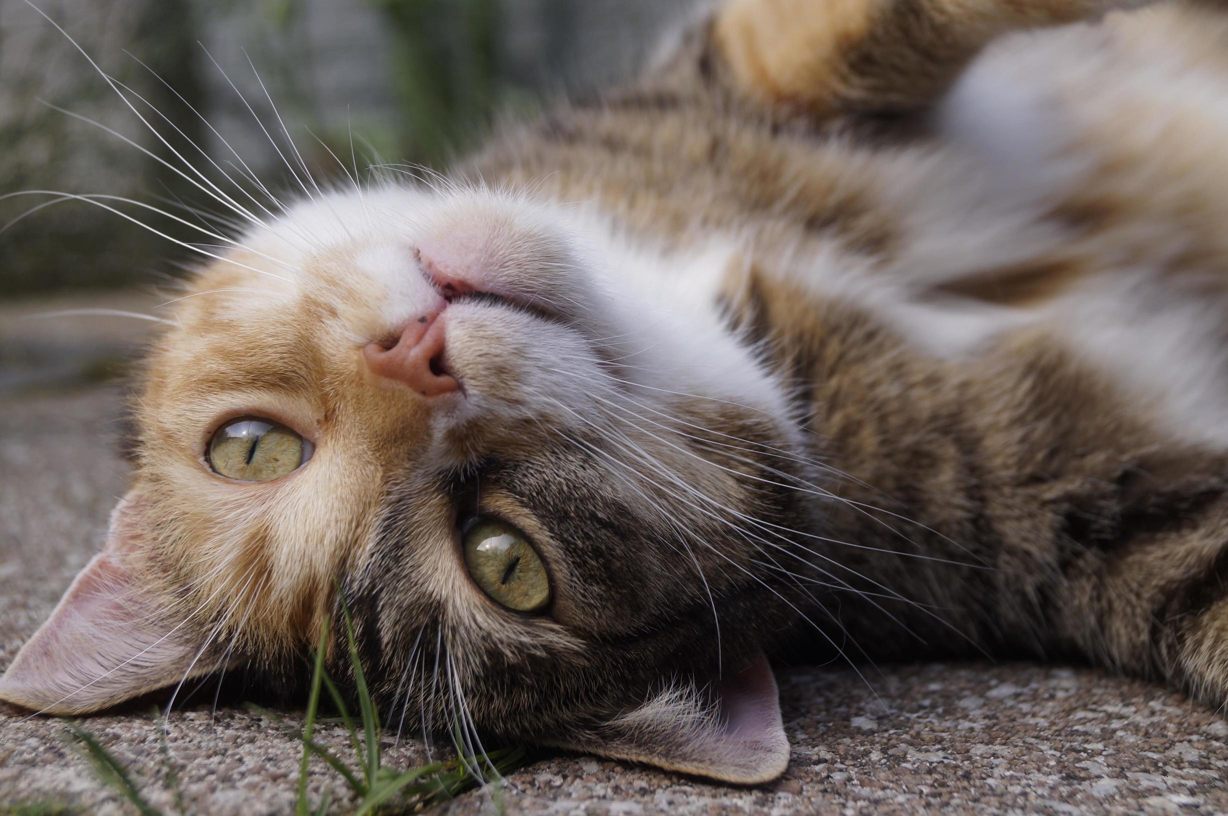 Yesterday Was Lucys First Time in Our Garden. I Guess She Likes It.