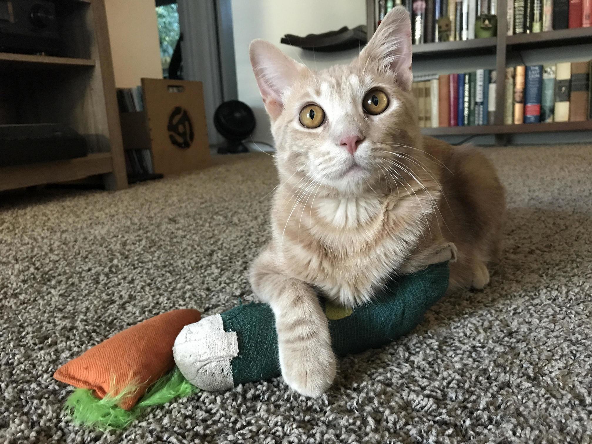 Ziggy Has a Broken Leg, but the Best Crossed Paws.
