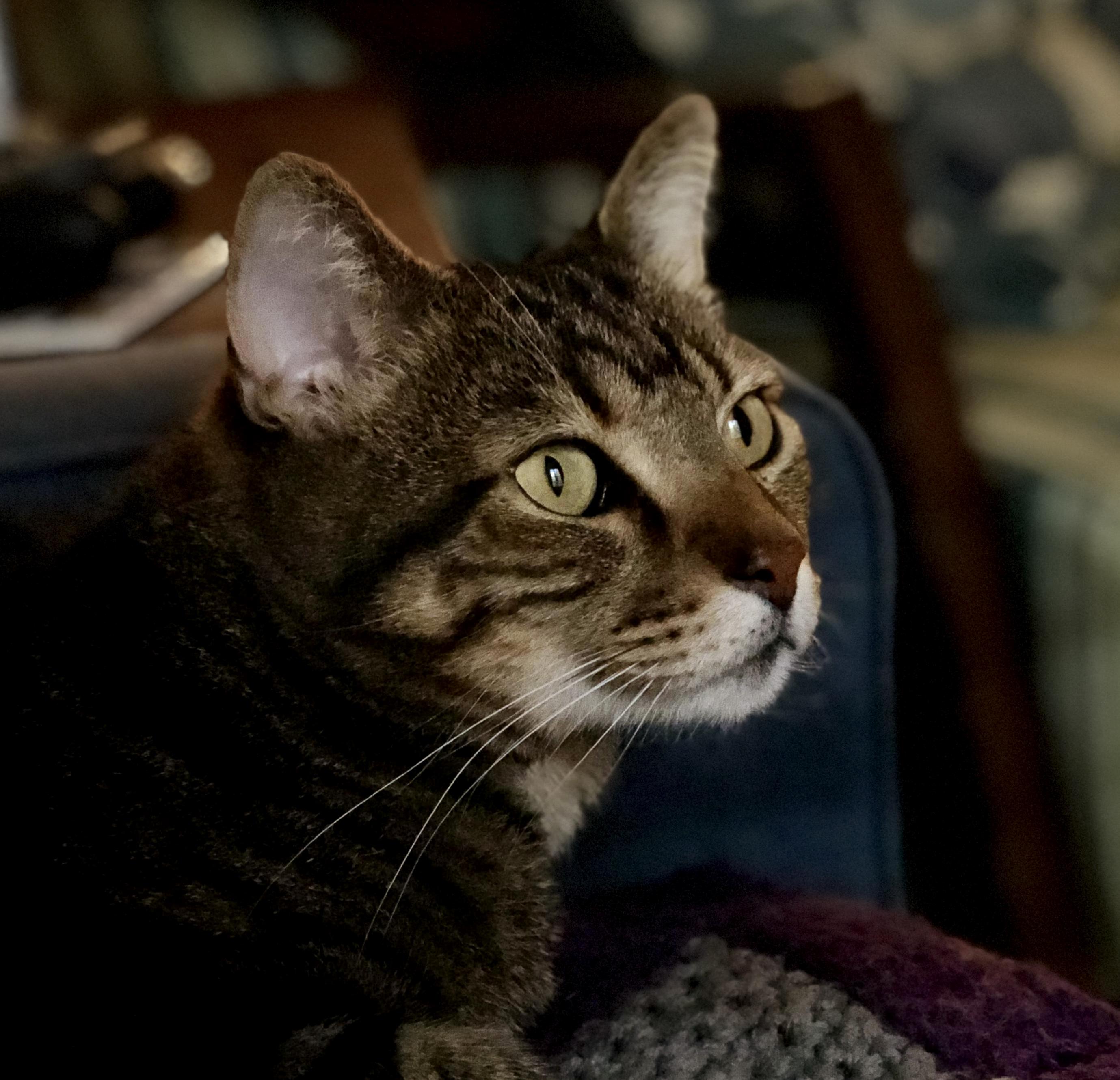 [Oc] Testing Out My New Phones Camera and Snagged This Photo of Our Cat