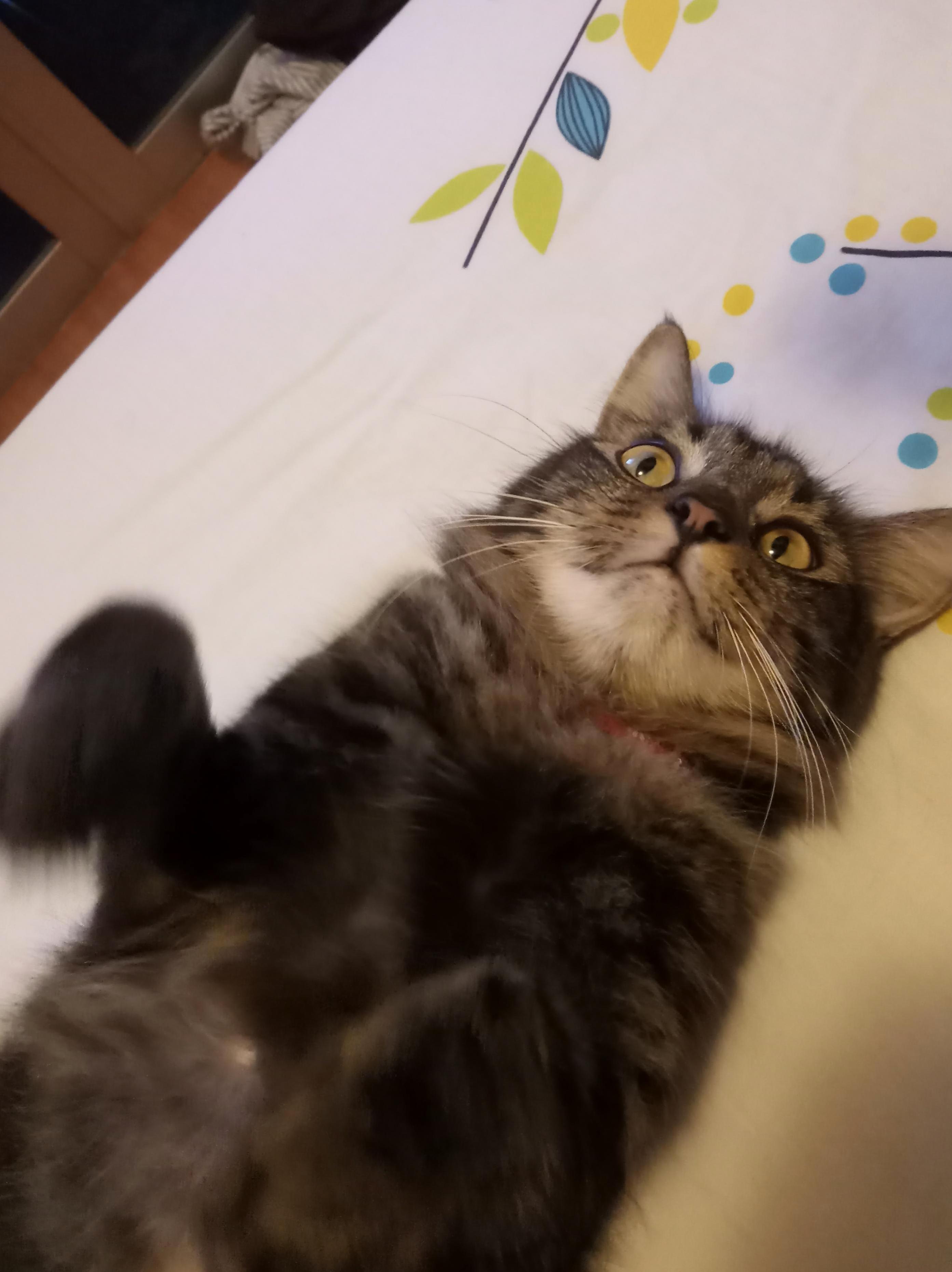 -  Qt Derpy Cat