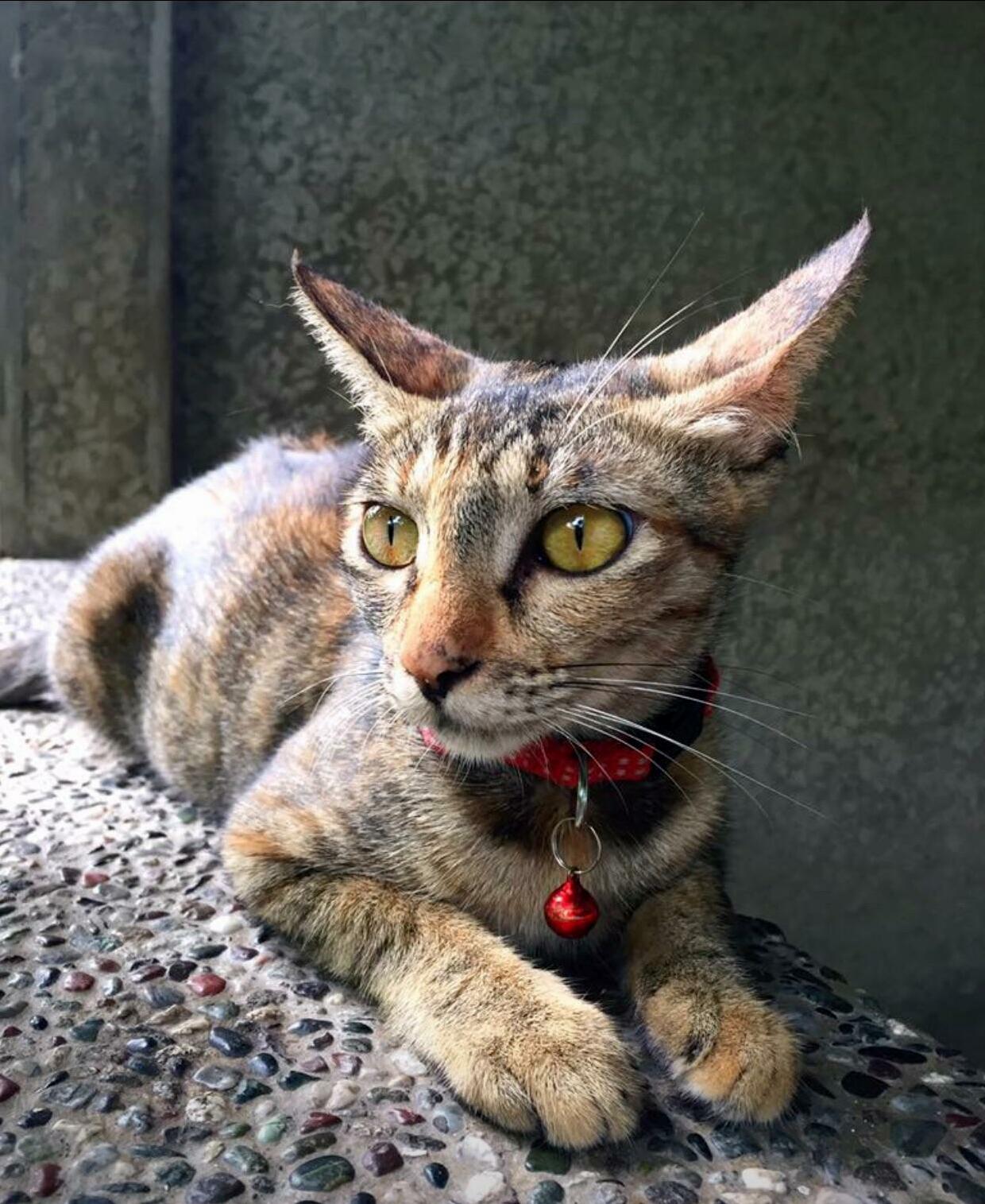 3 Years with This Beautiful Queen Cat-marimar. Such a Sweet Cat.