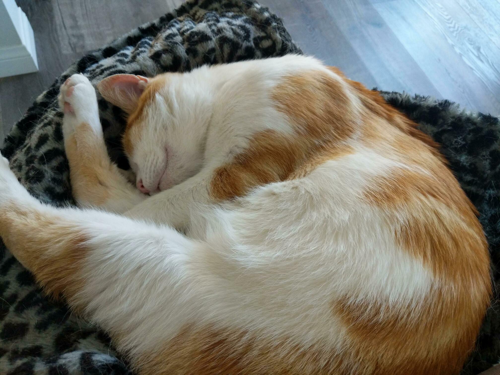 86 Degrees Melts a Cat