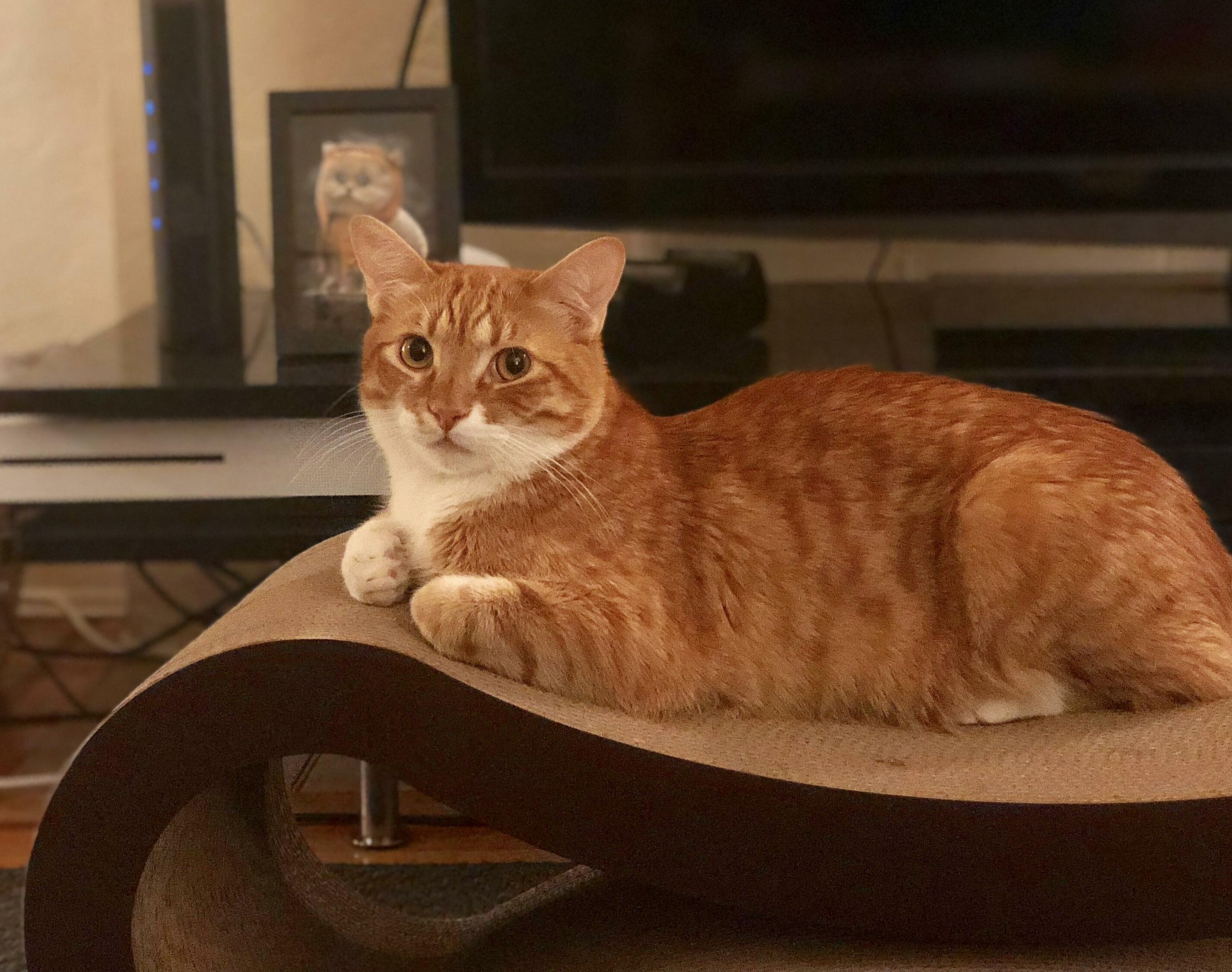 9 Month Old Cheese Ball