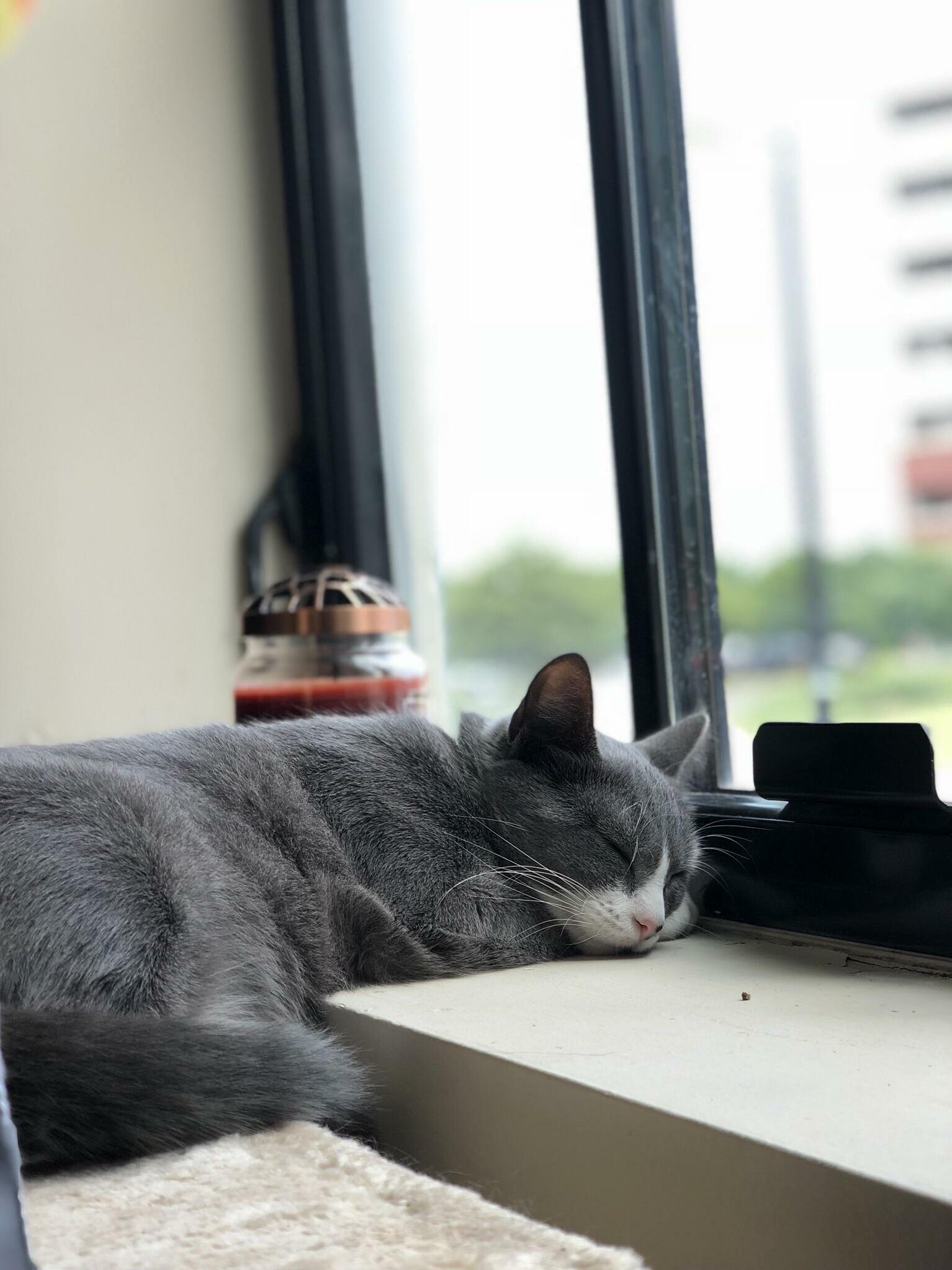 A Cat That Can Sleep Anywhere