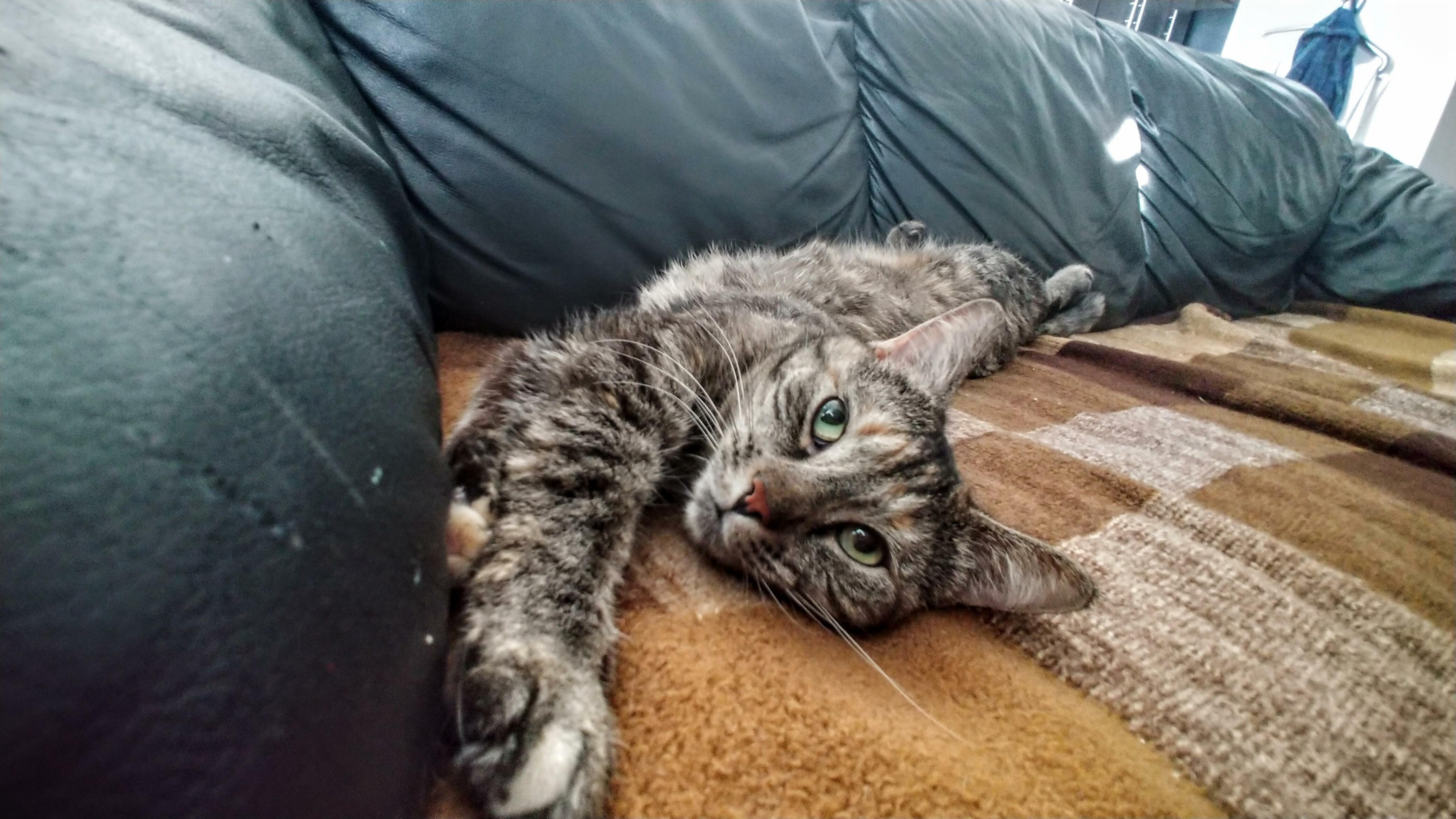 A Lazy Cat on a Lazy Day