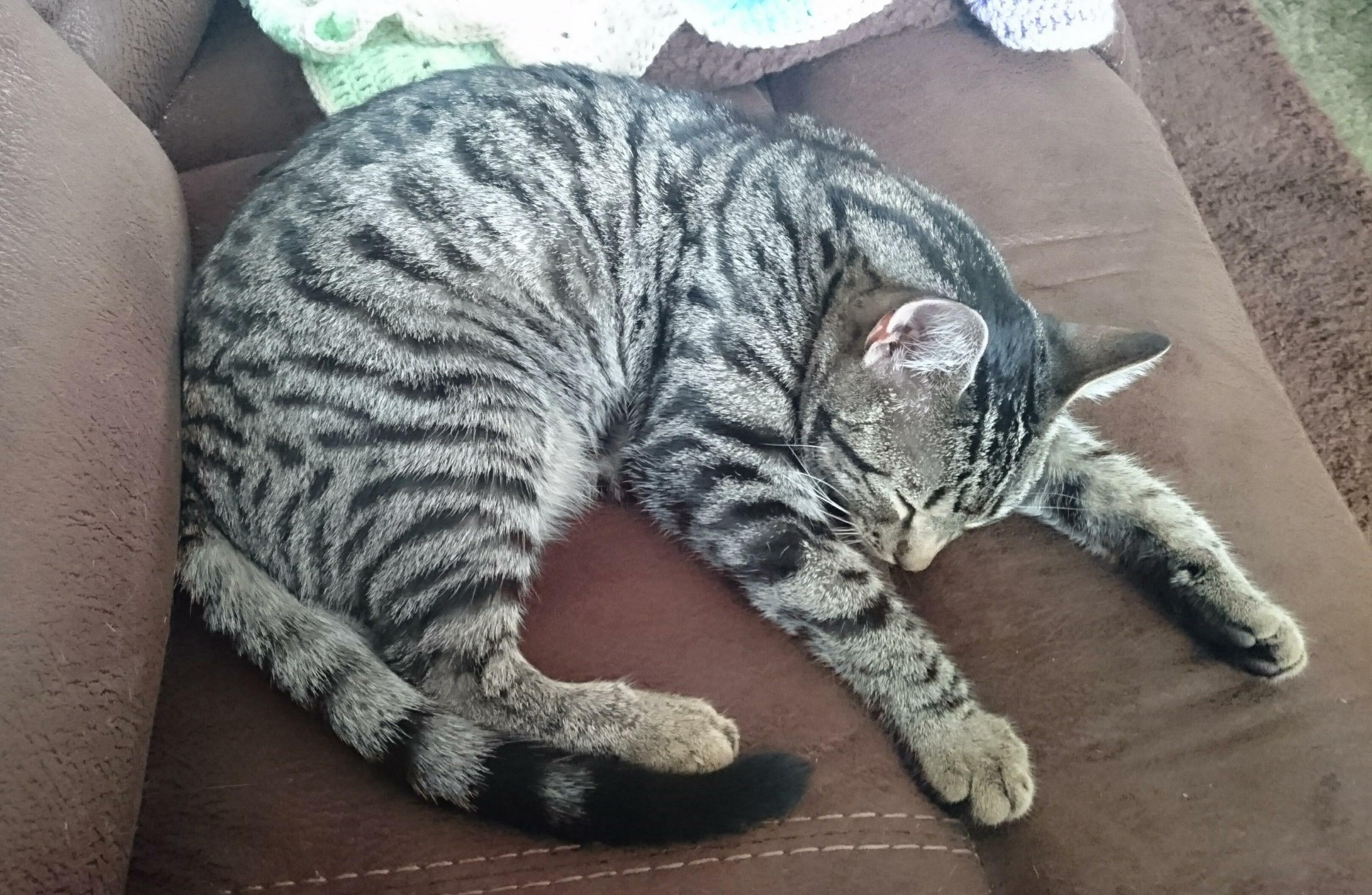 A Sleeping 9 Month Old Rocky. My Little Cutie!