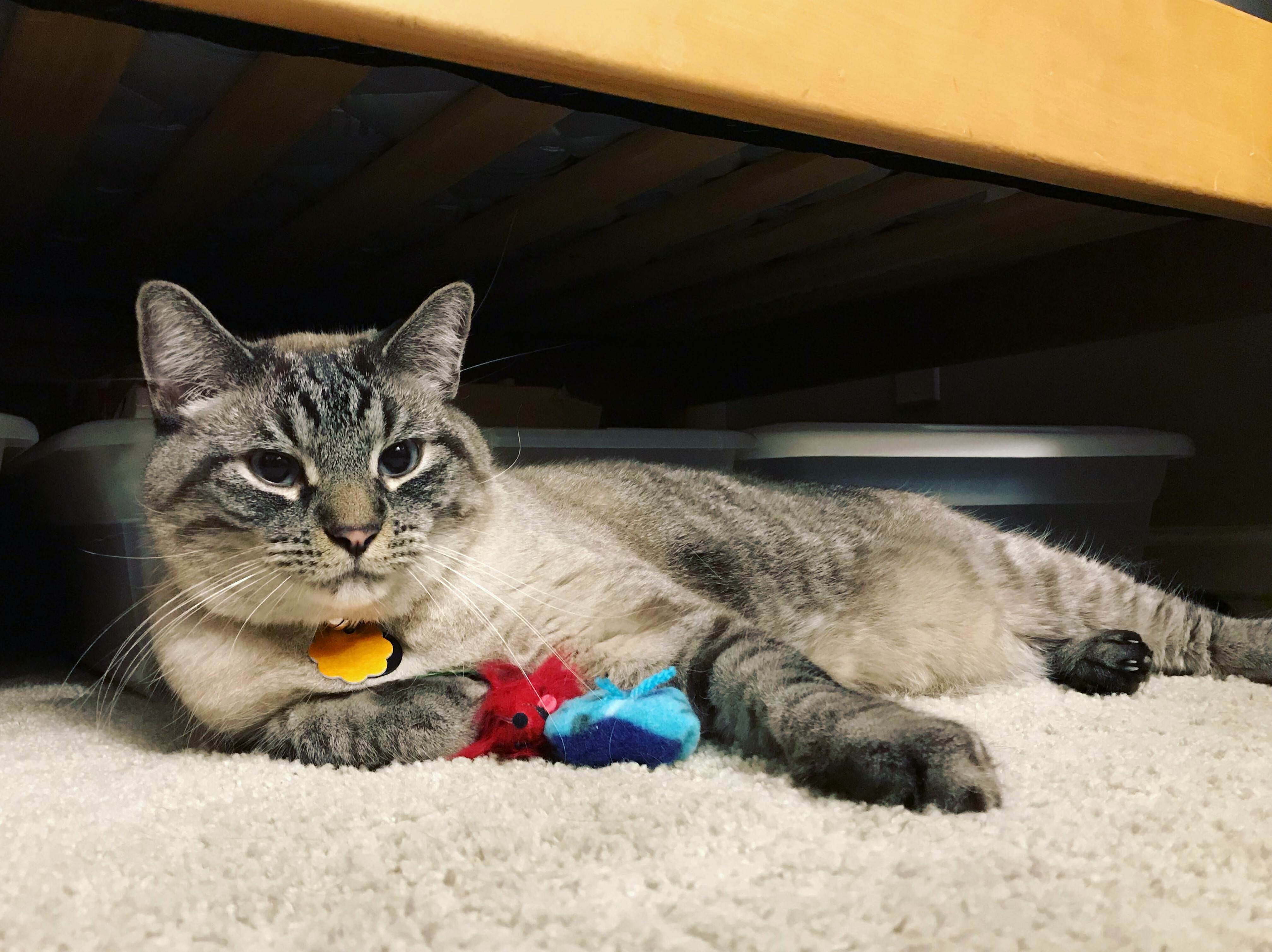 Adopted My First Cat Today. Reddit, Meet Charlie.