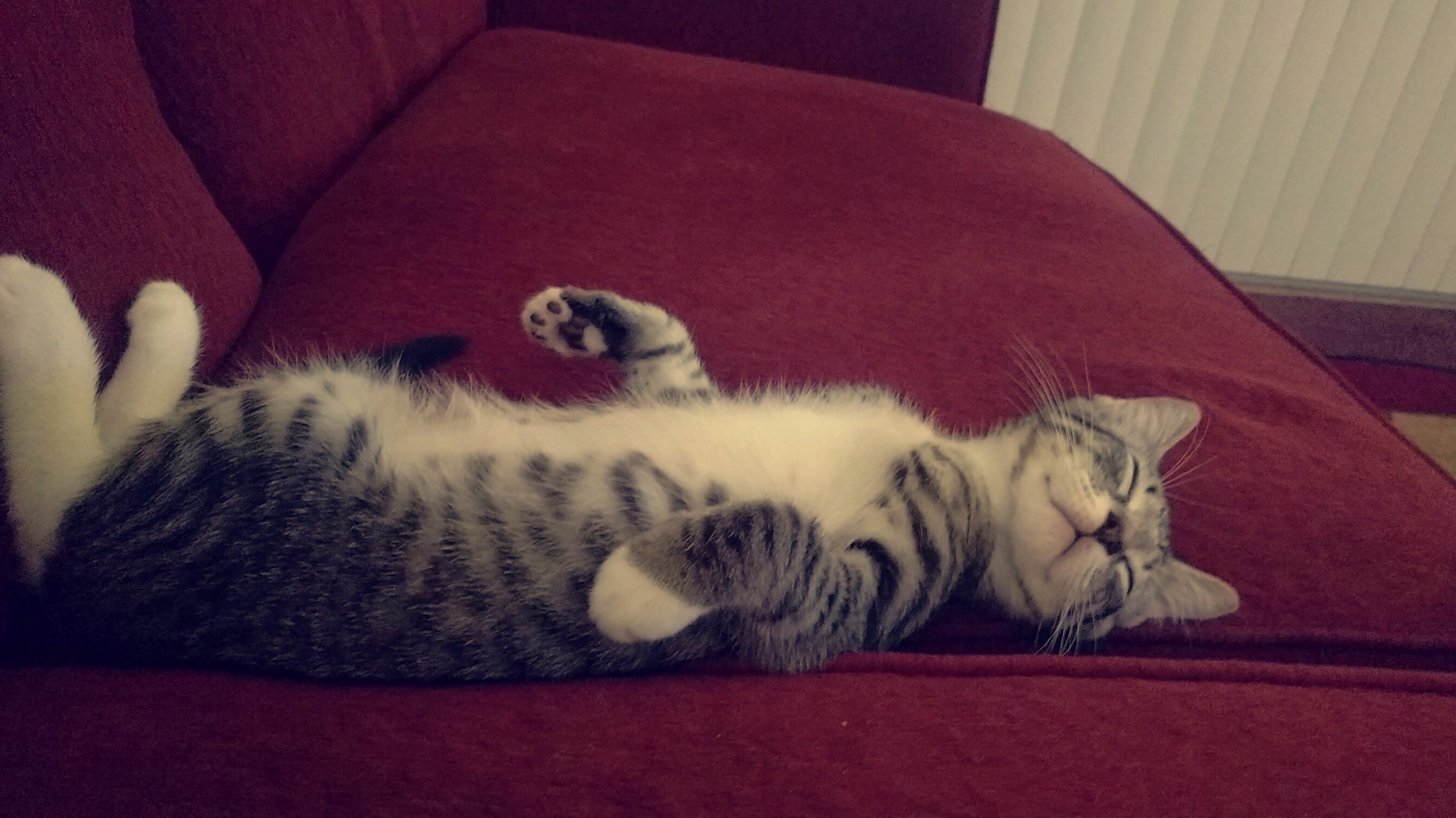 Adopted My First Cat