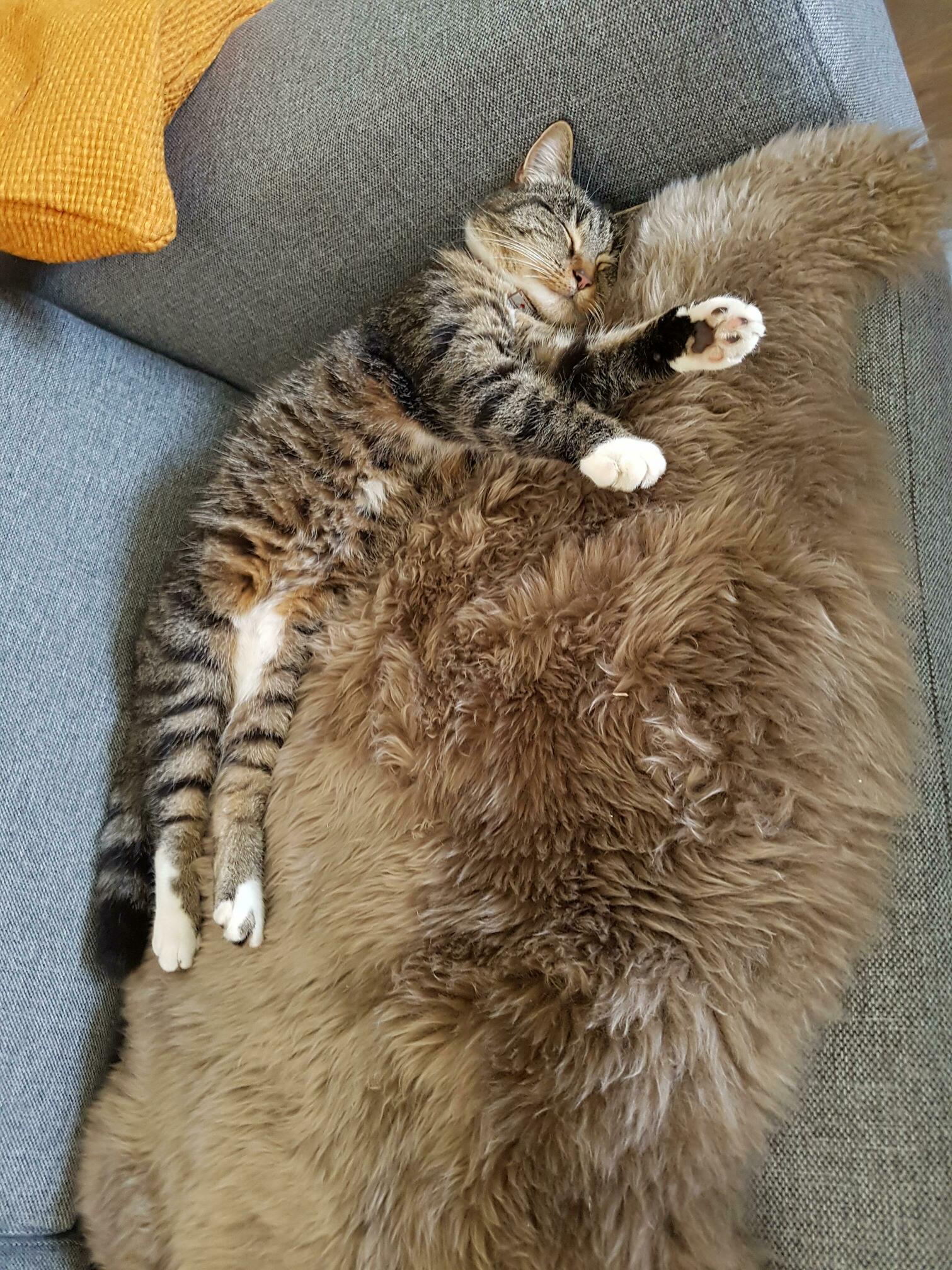 After Being Missing for Four Days, Heres Our Kitty Safe at Home Relaxin on the New Sheepskin After Shoveling Down a Days Worth of Food.