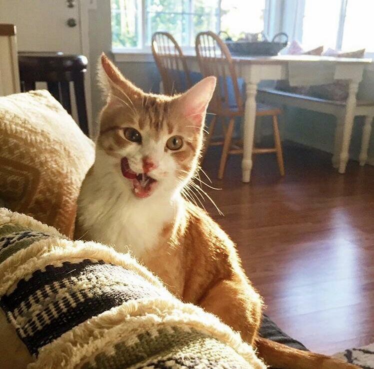 After He Ate My Cheese Stick