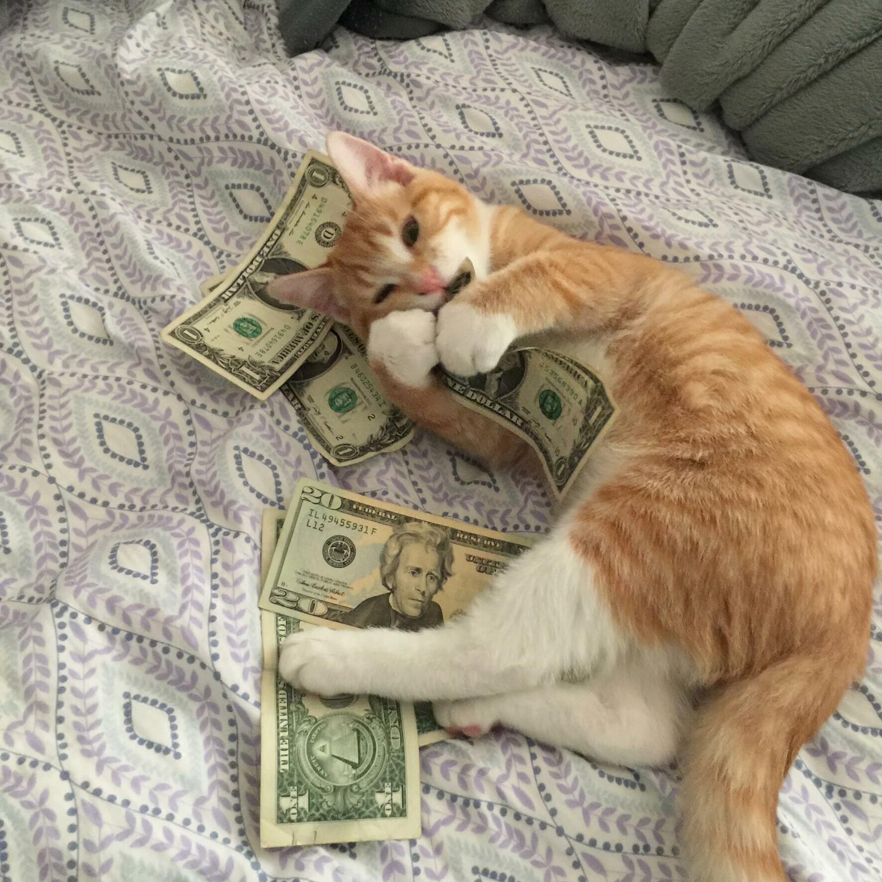 All About the Money.