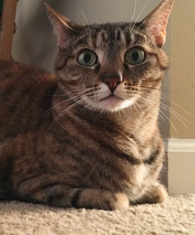 A cat completely relaxed in a deep loaf