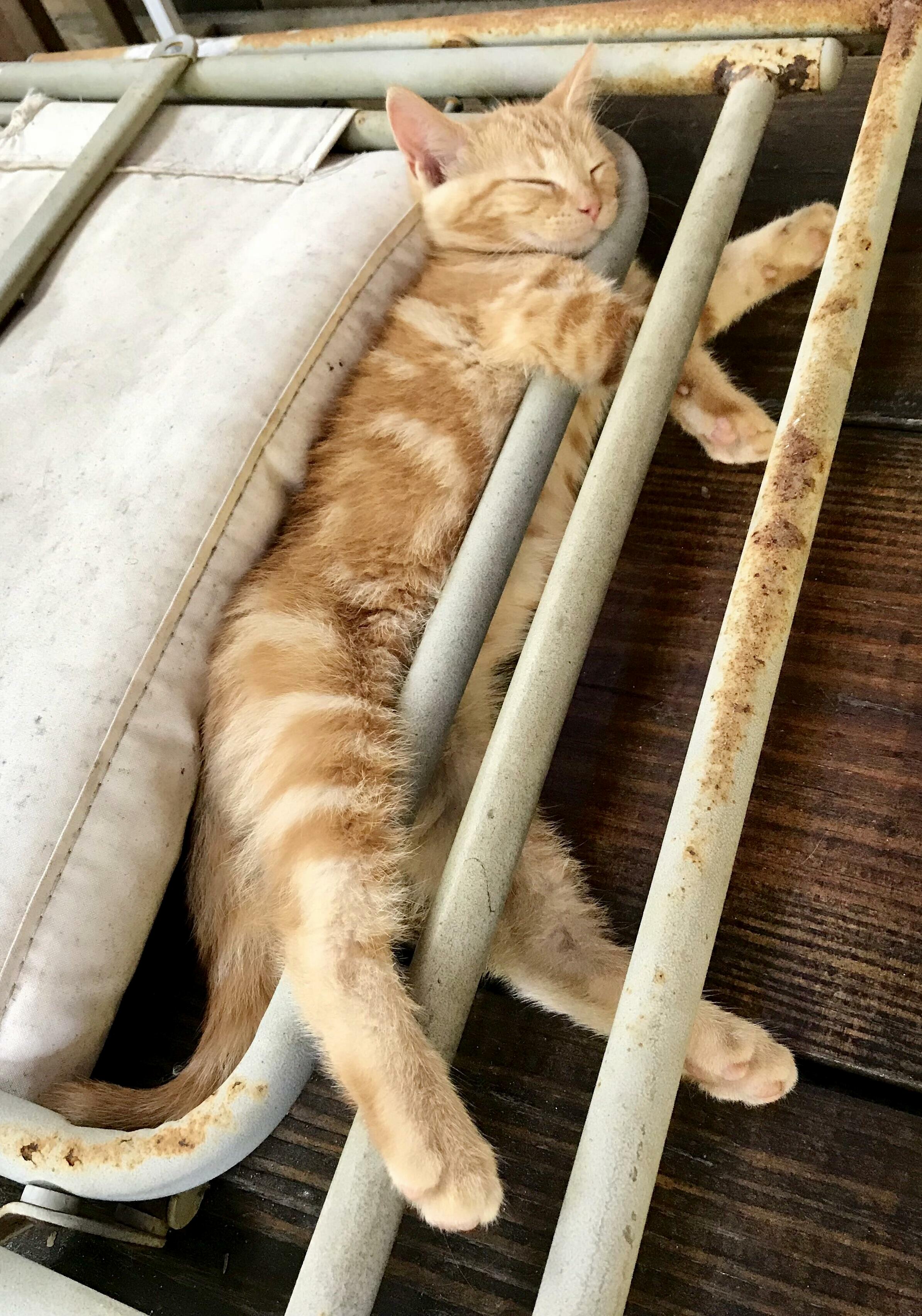 An Interesting Cat Named Fish