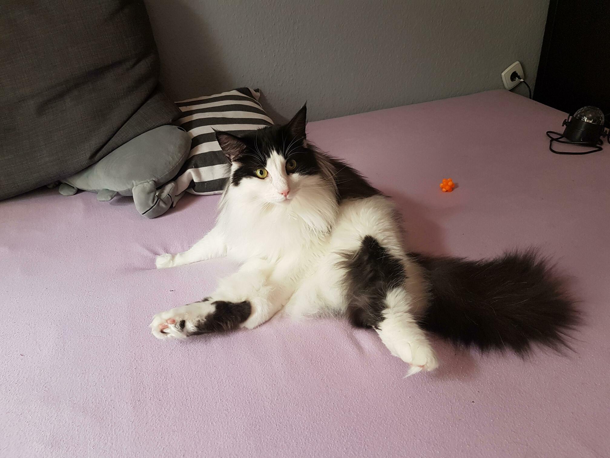 Anakin Stretching in the Morning