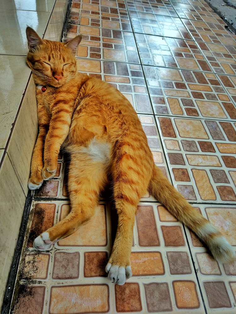 Are Cats Comfortable in Nearly Any Position