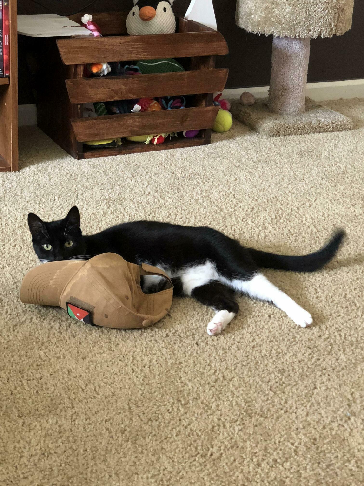 Are Cats Naturally Drawn to Hats or Is Mine Clinically Insane