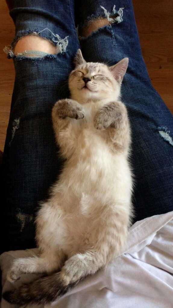 Ares Loves to Sleep on His Back )