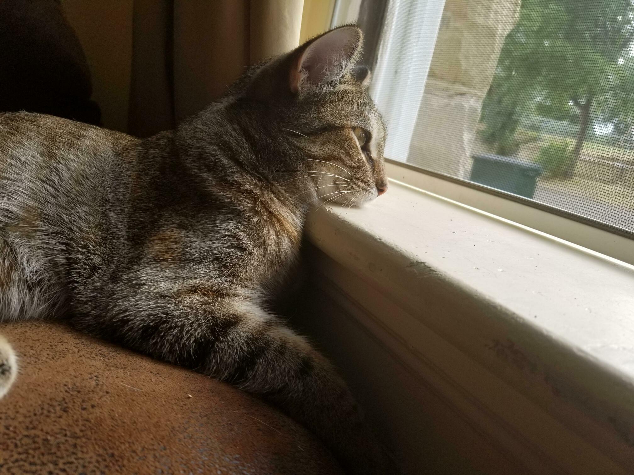Arya Daydreaming on a Cloudy Afternoon