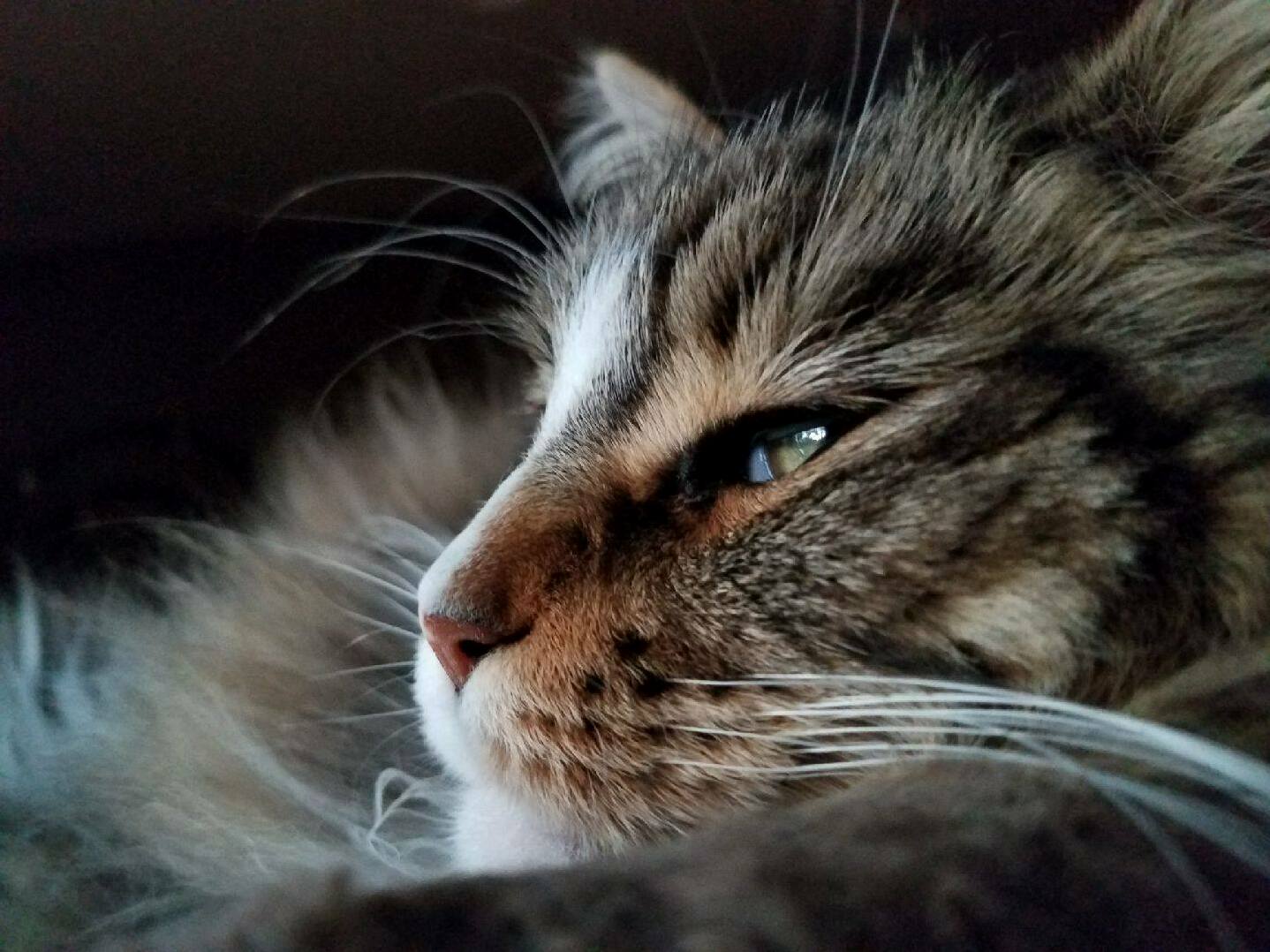 Asked My Pet Sitter for Proof of Life and Received a Glamour Shot of My Cat