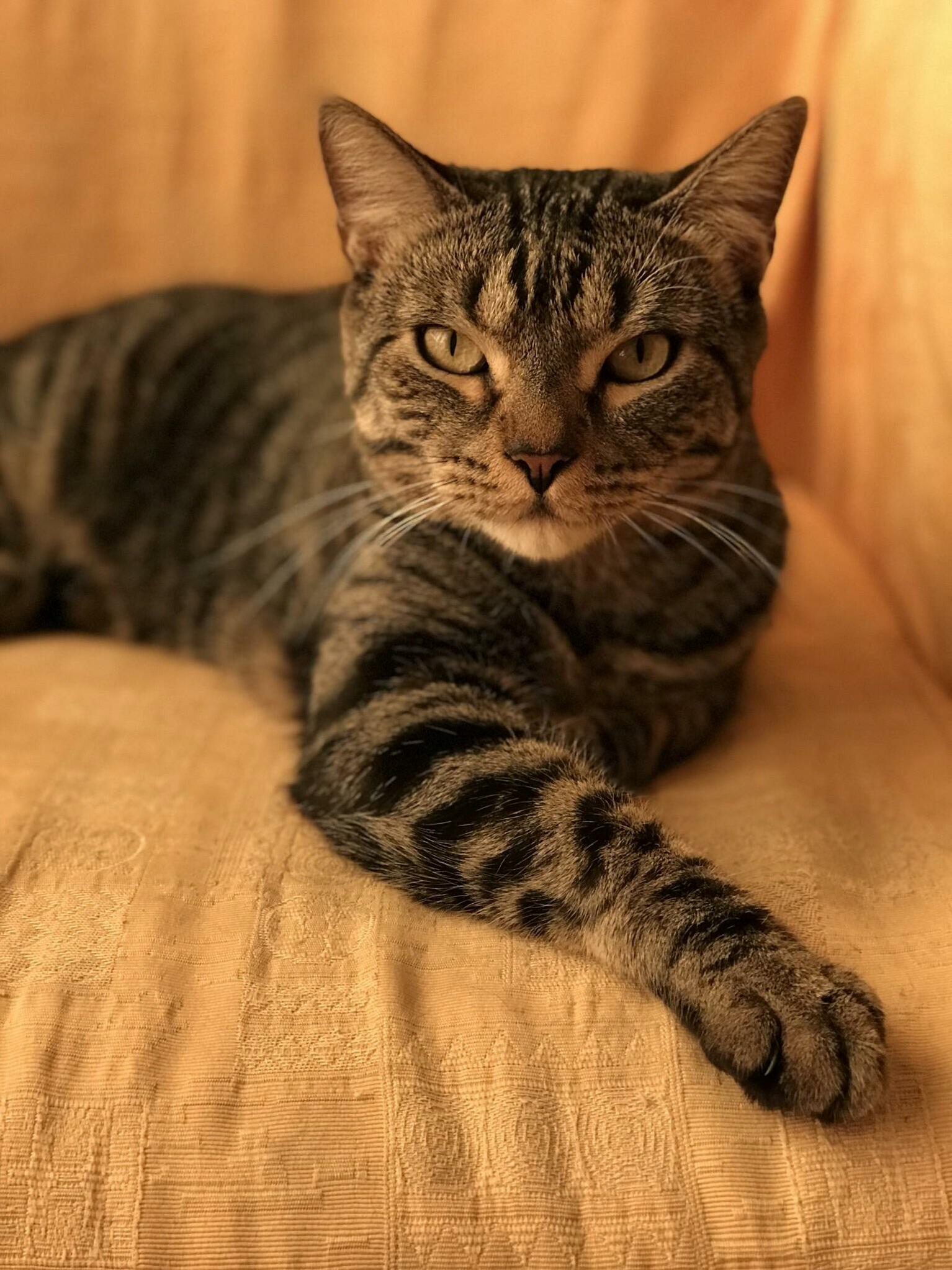 Asterix Knows How to Pose