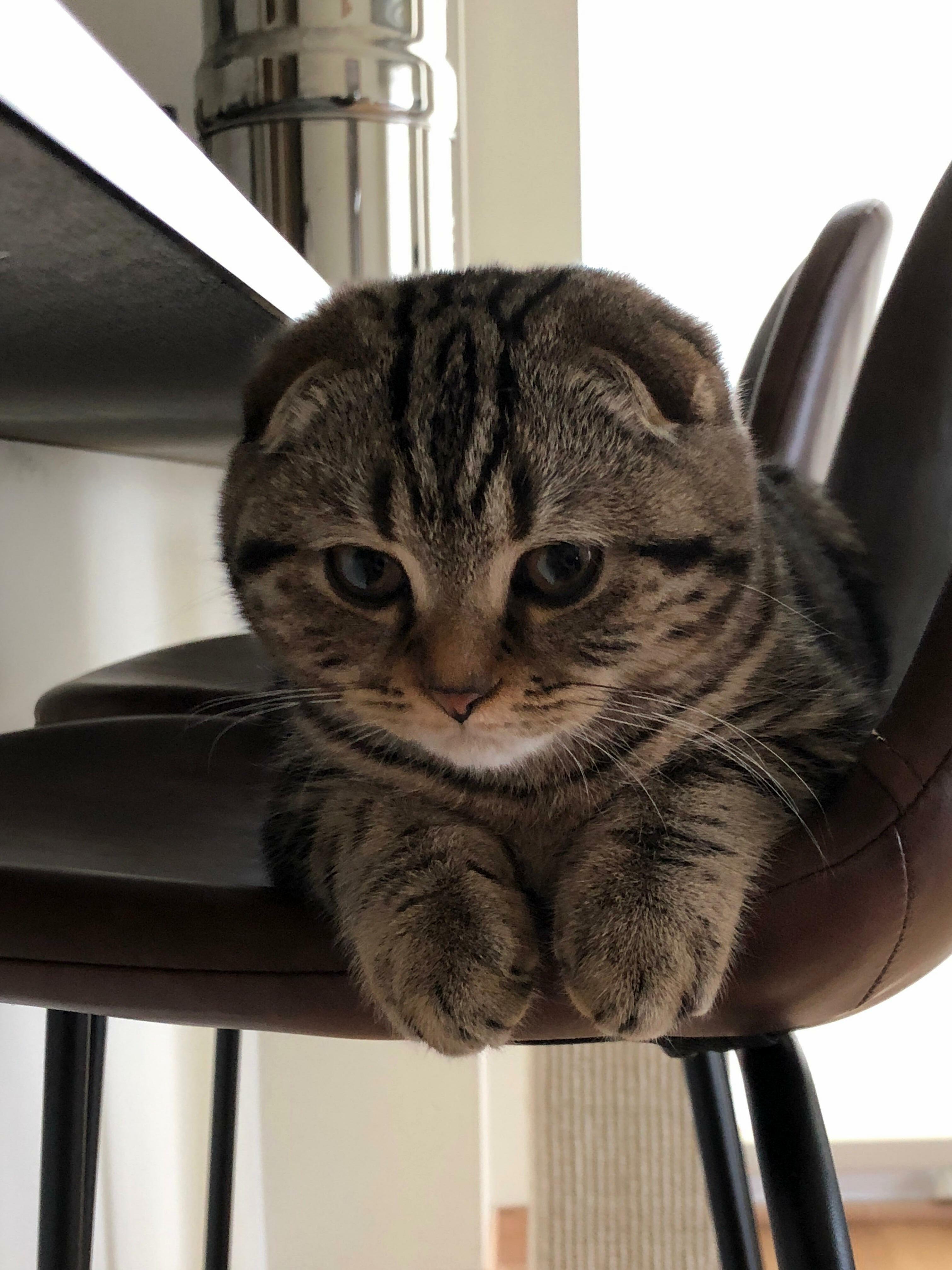 Baby Mochi )