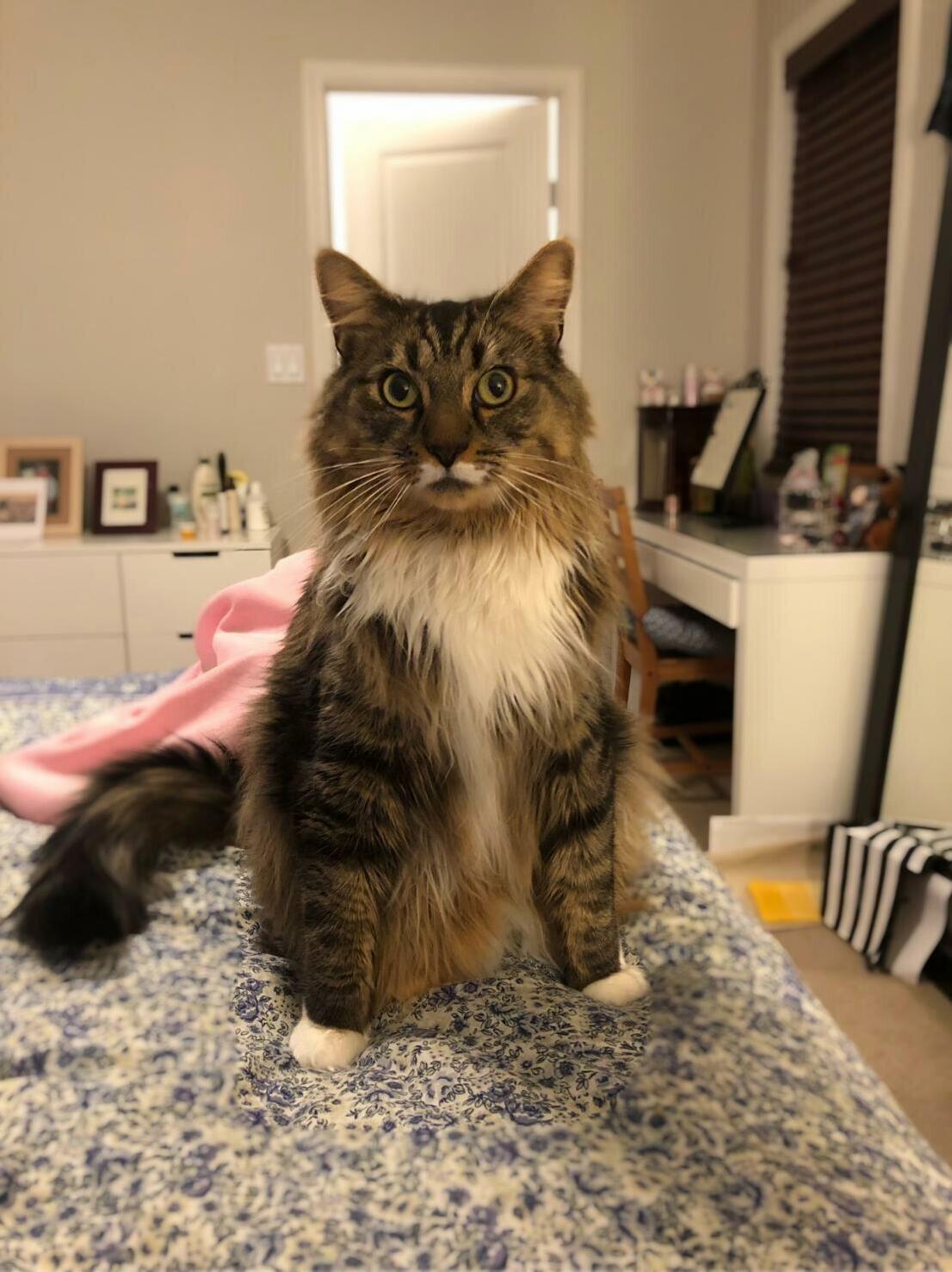 Basil Has a Broad Chest So He Often Sits with His Front Legs Apart. I Think It Makes Him Look Extra Handsome (and I Think He Does Too)