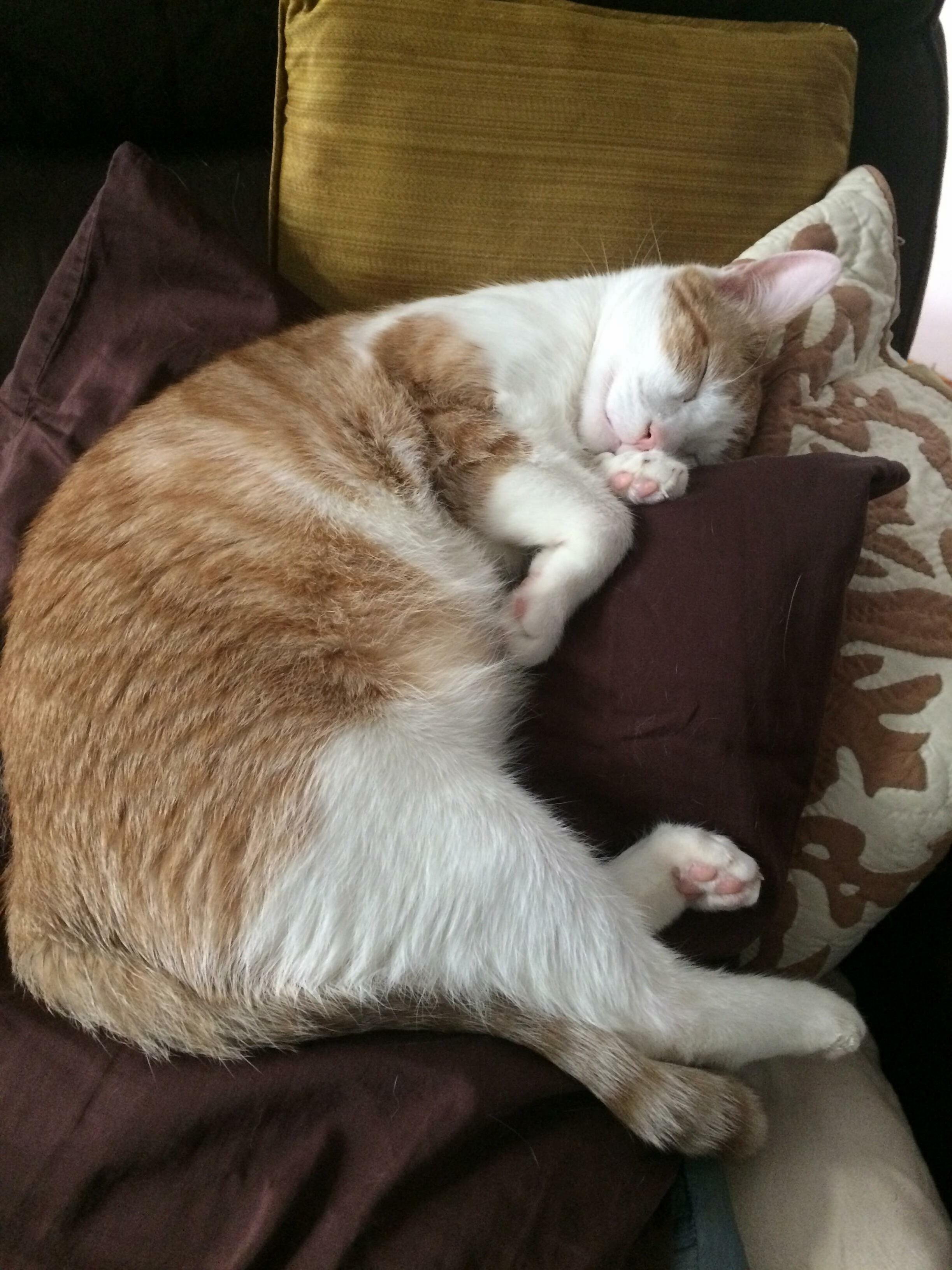 Bb-8 Took My Spot.