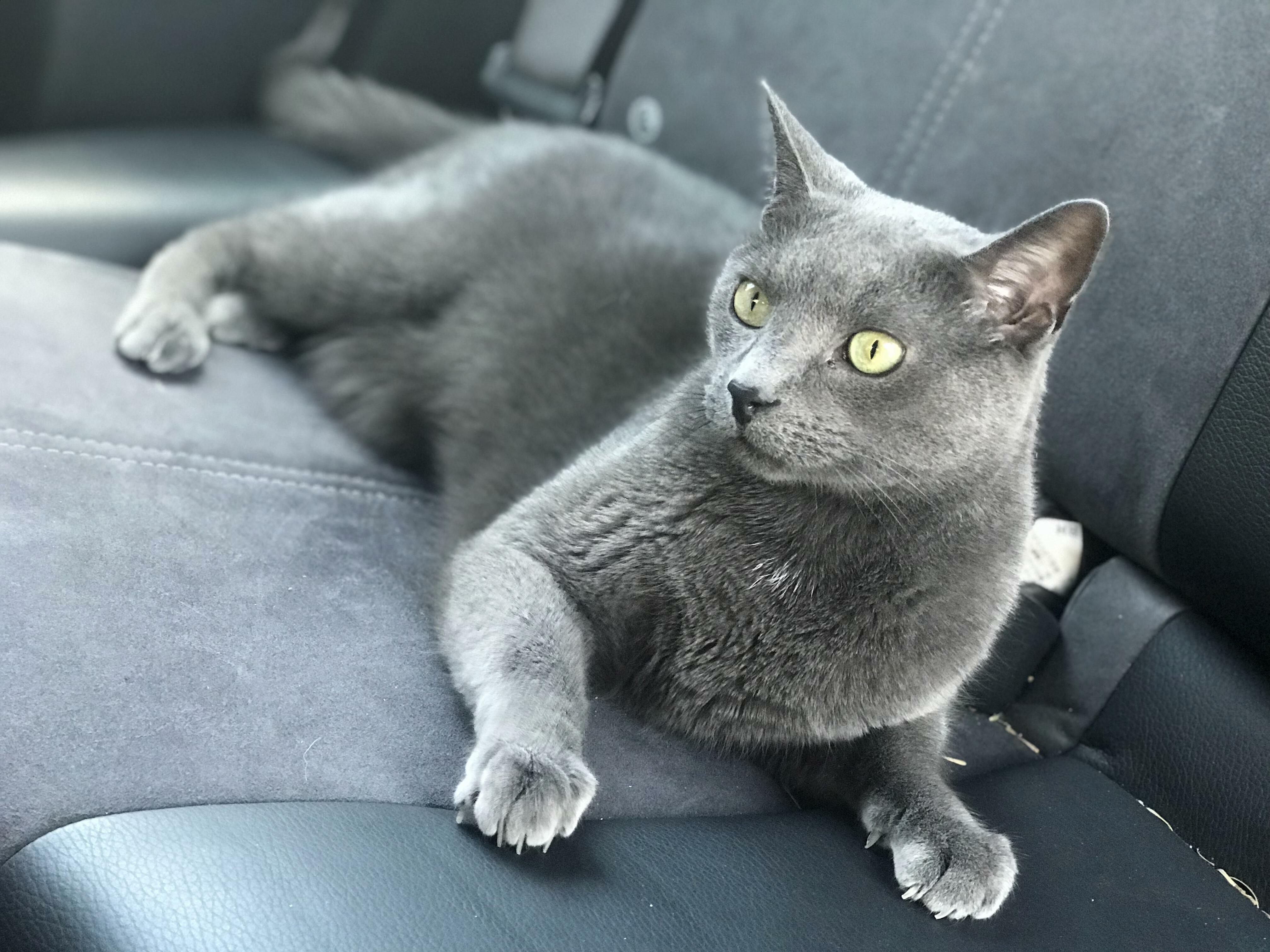 Beast Hanging Out in the Car Before It Got Traded In.