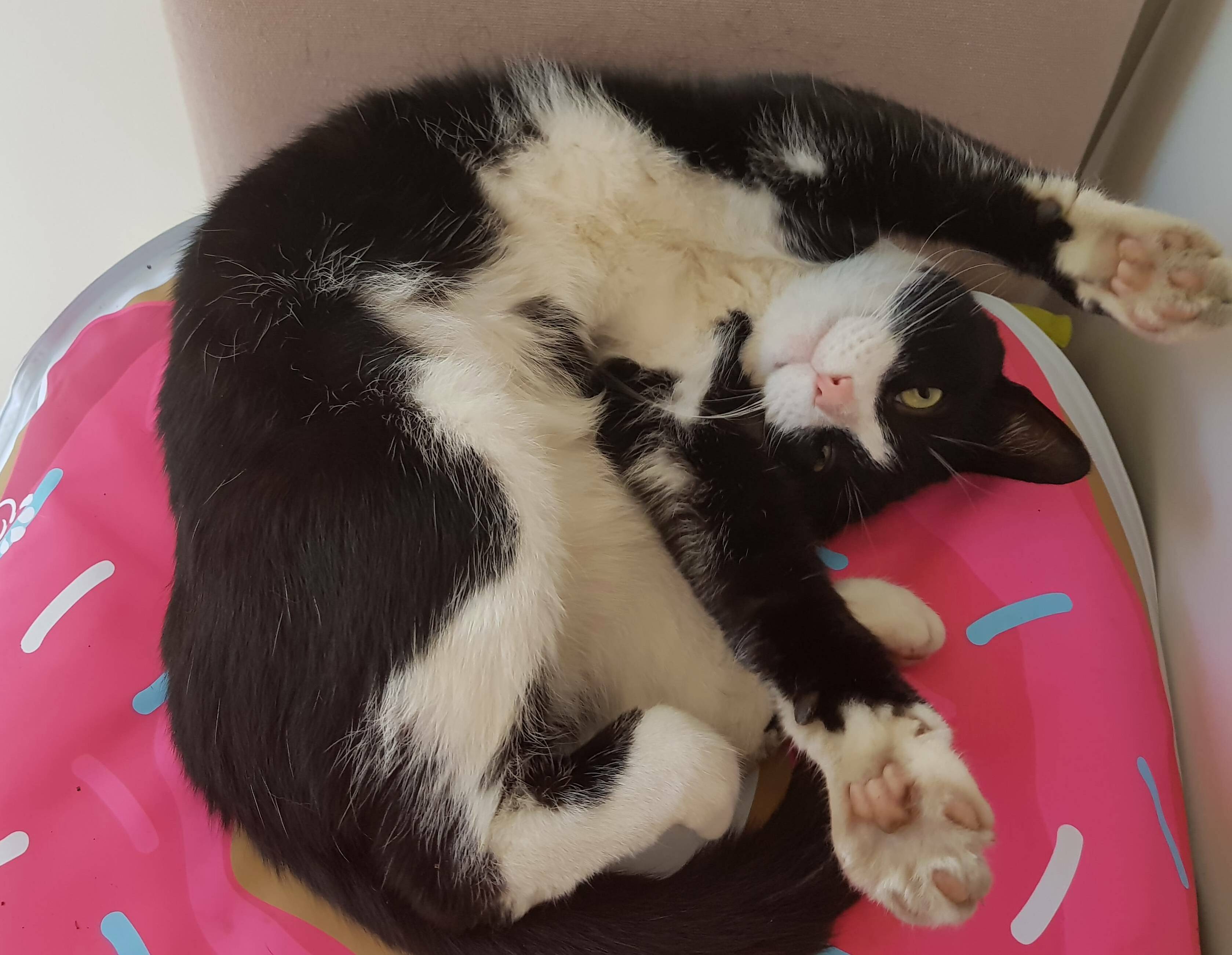 Because of the Heatwave We Bought Felix a Cooling Mat. Hes Pleased with It.