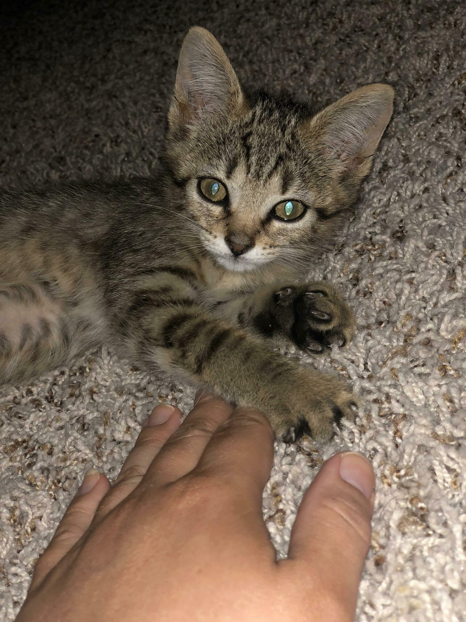 Bella! Our New Kitten. This Is Our First Cat So Any Tips Would Be Welcome.