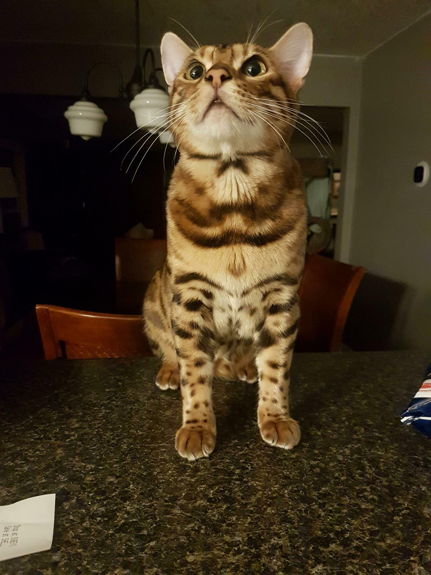 Bernard Waiting Patiently for a Snack