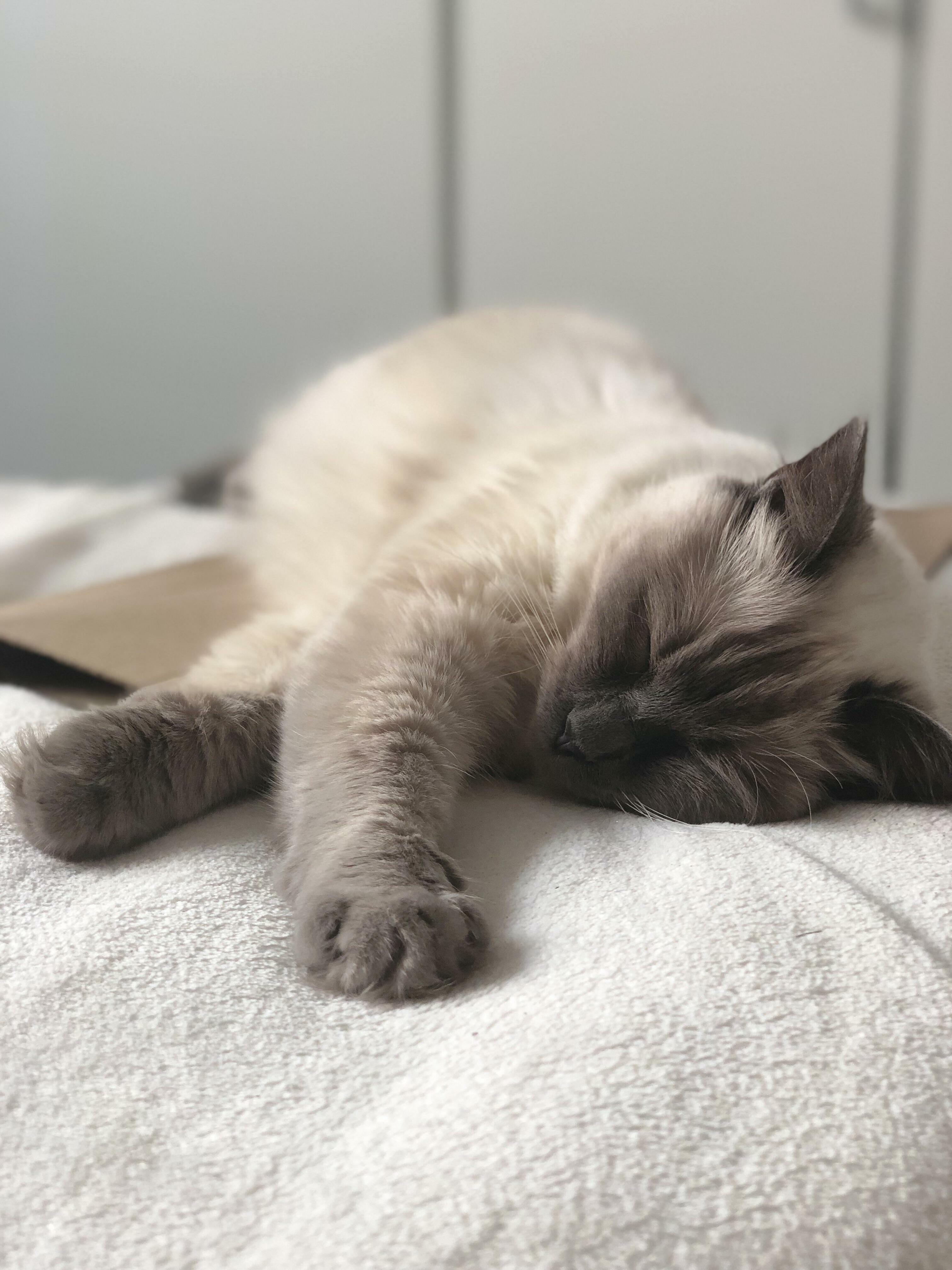 Bibi Loves to Sleep on Everything. Especially Amazons Cardboard Boxes.