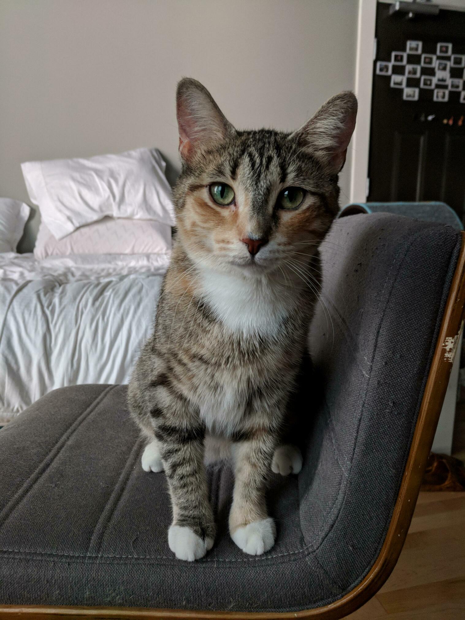 Biscotti the Torbie. Our Little Bean.