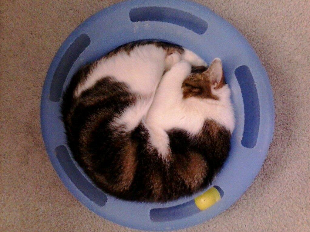 Bought My Old Boy a New Cat Toy, Dont Think He Read the Instructions Right