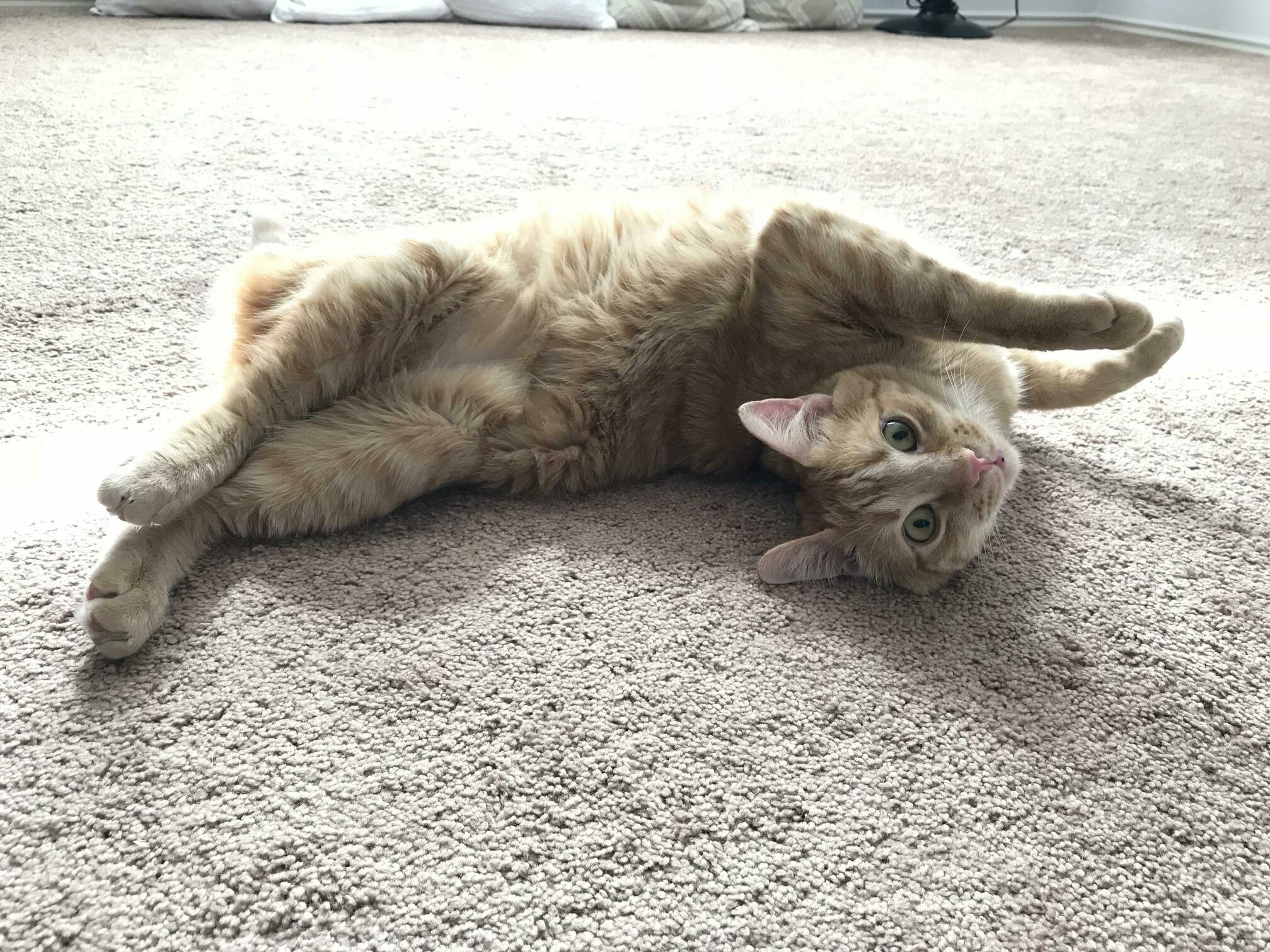 Brodie Sleeps Like This Every Day and We Are Obsessed