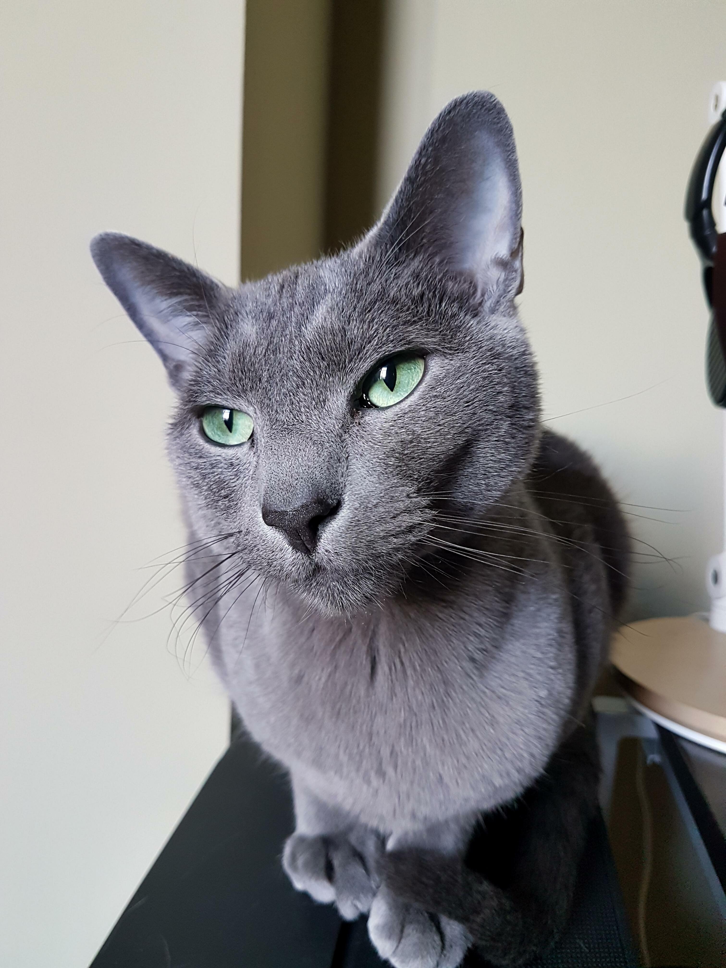 Call Me Ishmael. We Actually Call Him Ish or Ishka. Turns Out If You Wanna Get Fancy with Naming Your Cat, You Have to Think About Practicality Too. -)