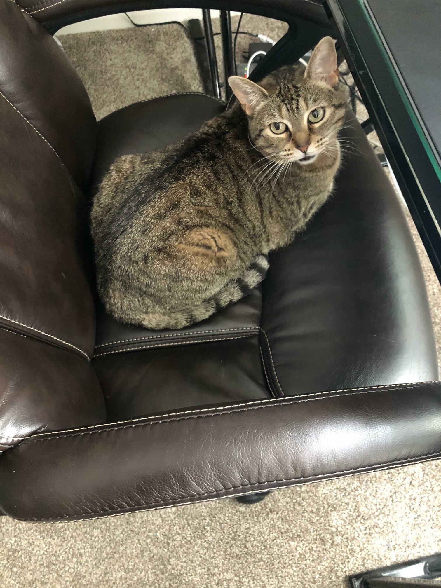 Came Home from a Long Day from Work Only to Find Luna Sitting in My Desk Chair. Apparently Her Work Day Hadnt Ended Yet.