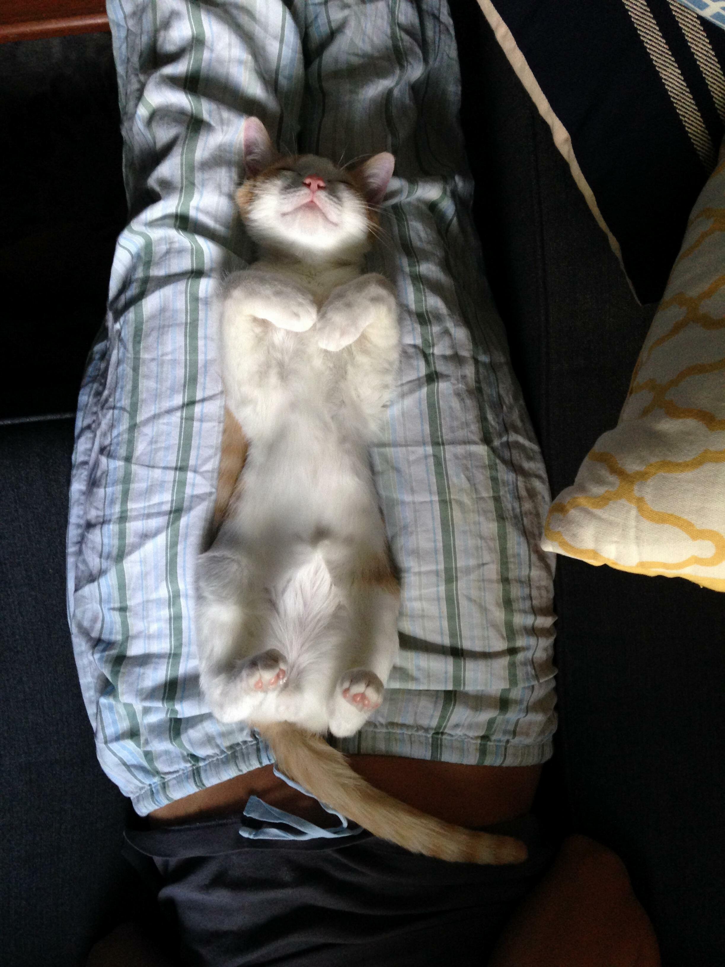 Cap Nap Smile