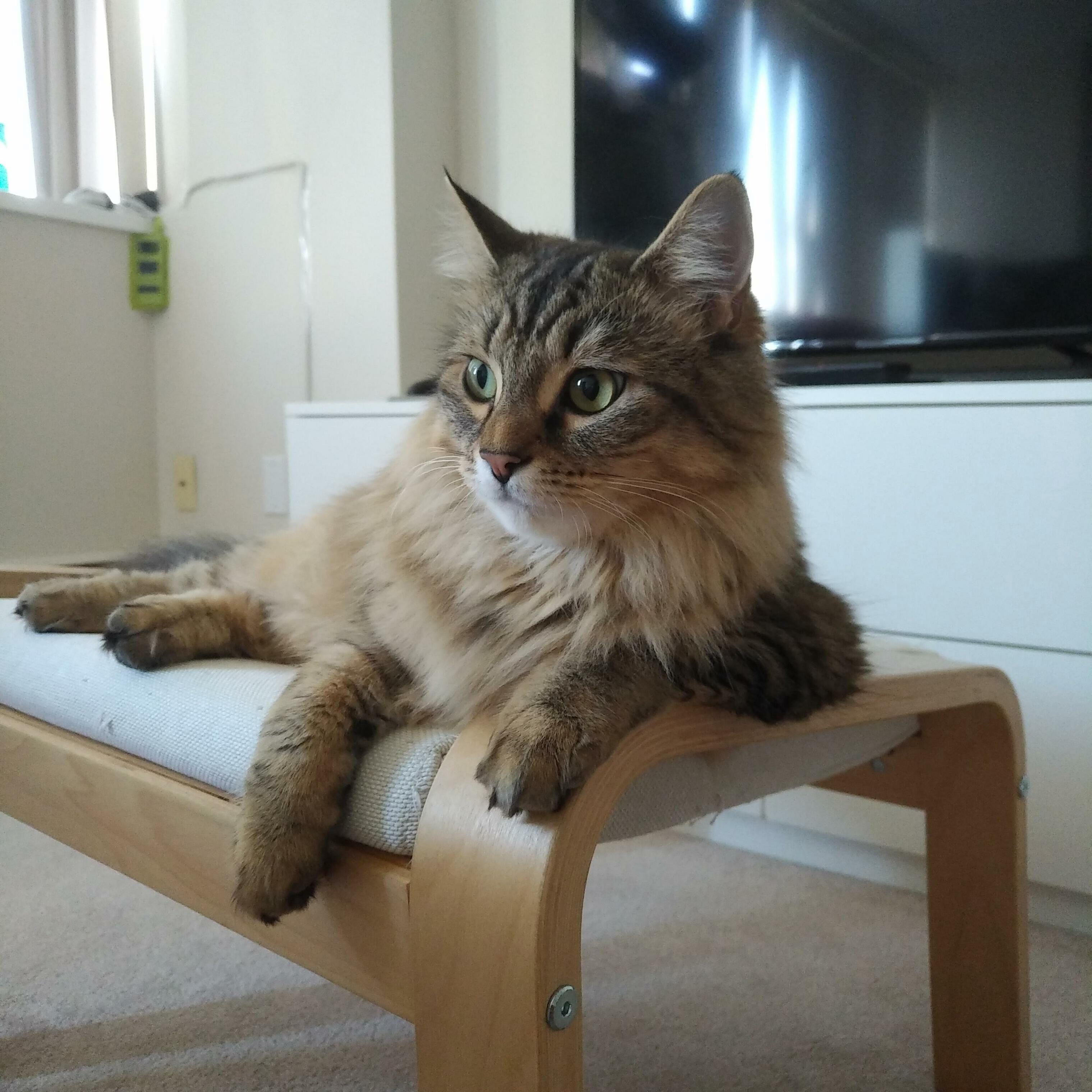 Cat02