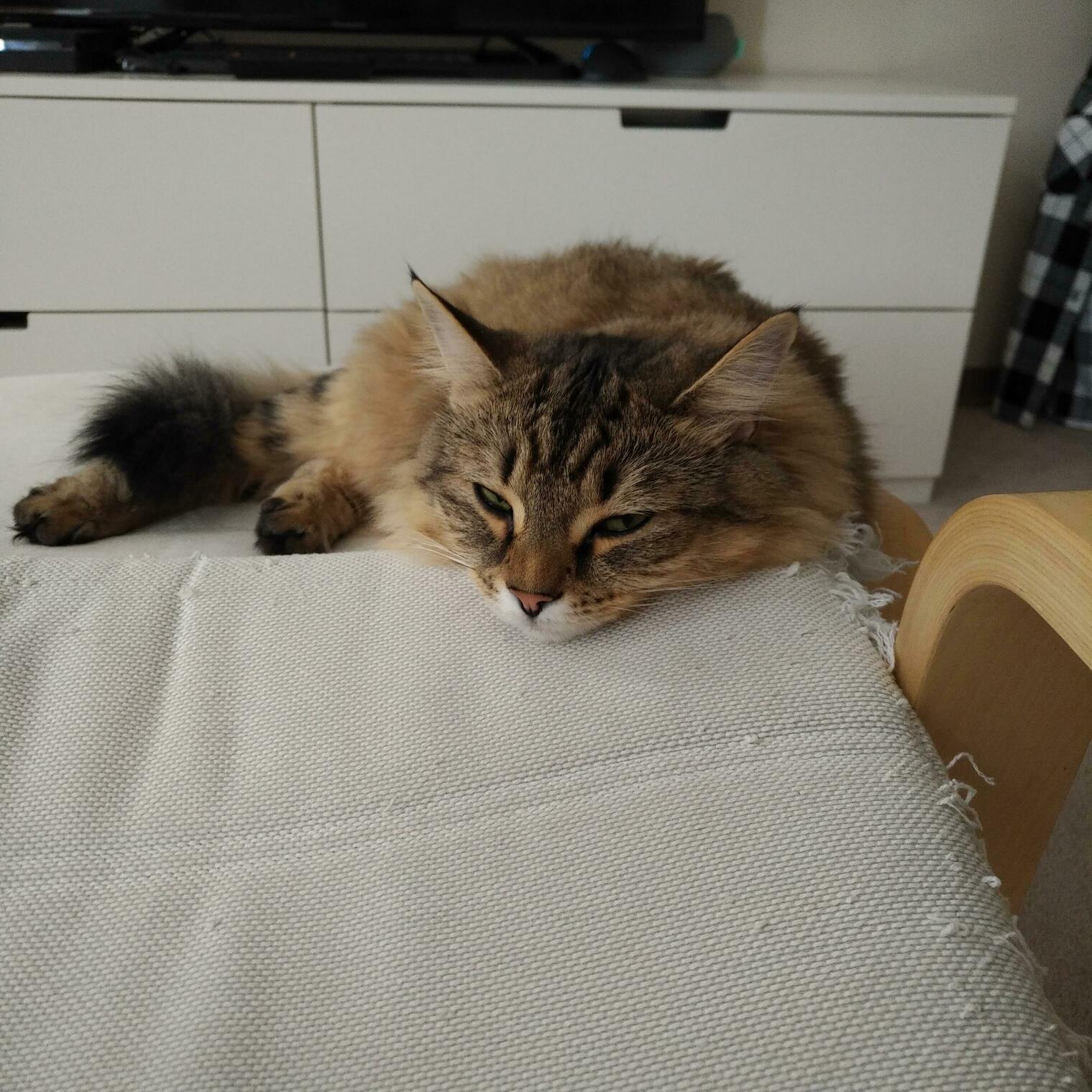 Cat03