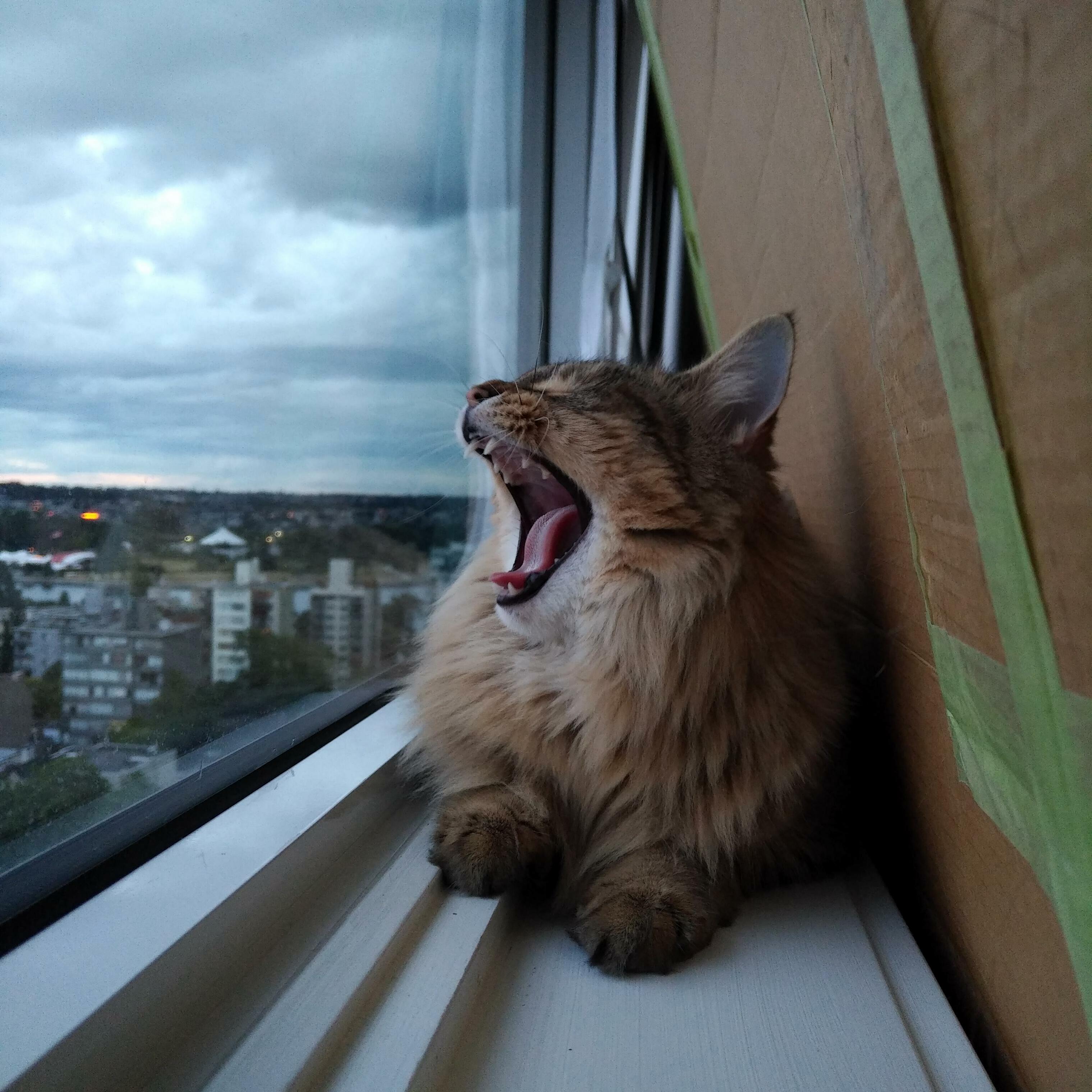 Catzilla )