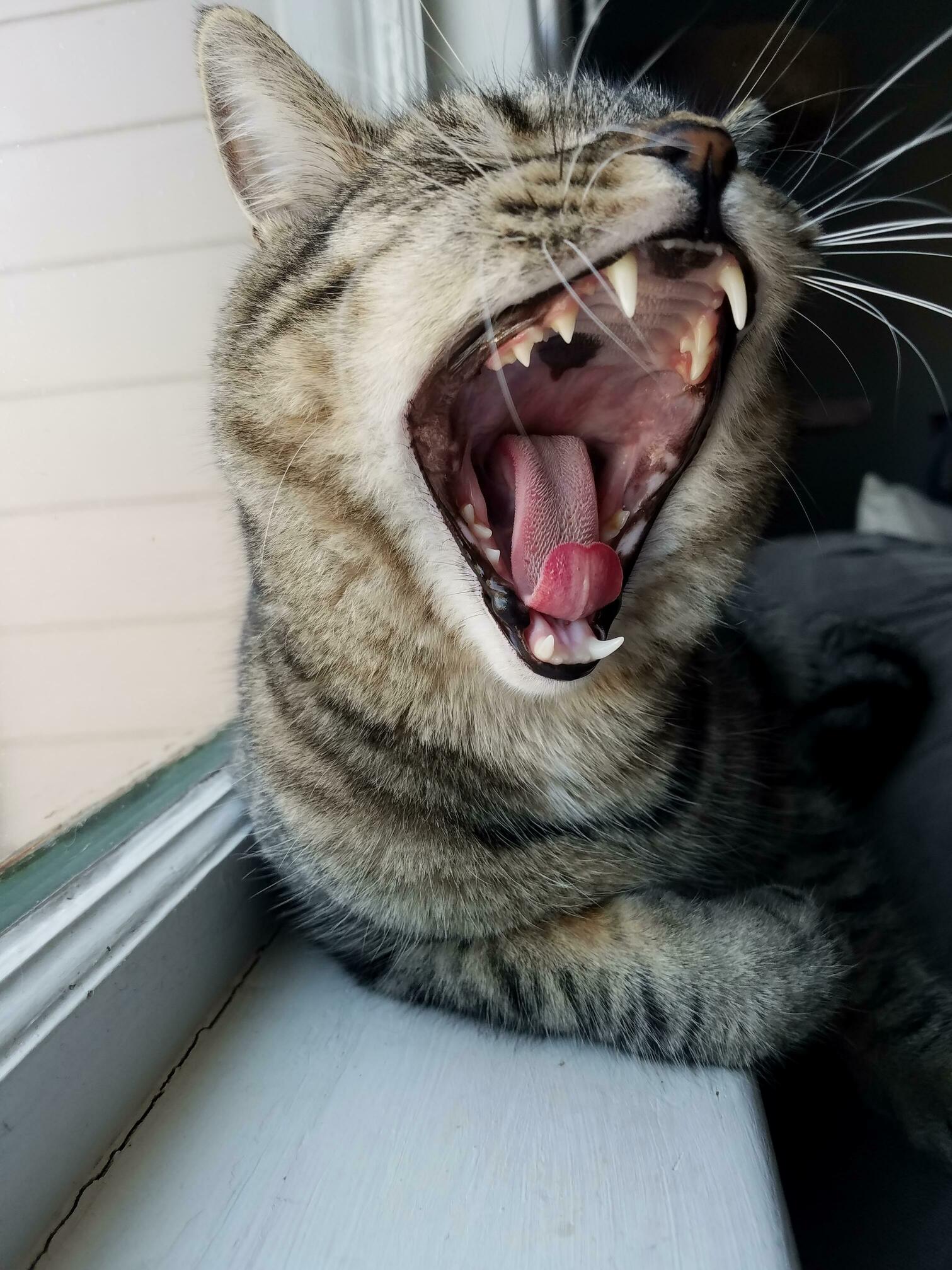 Caught Damien Mid Yawn