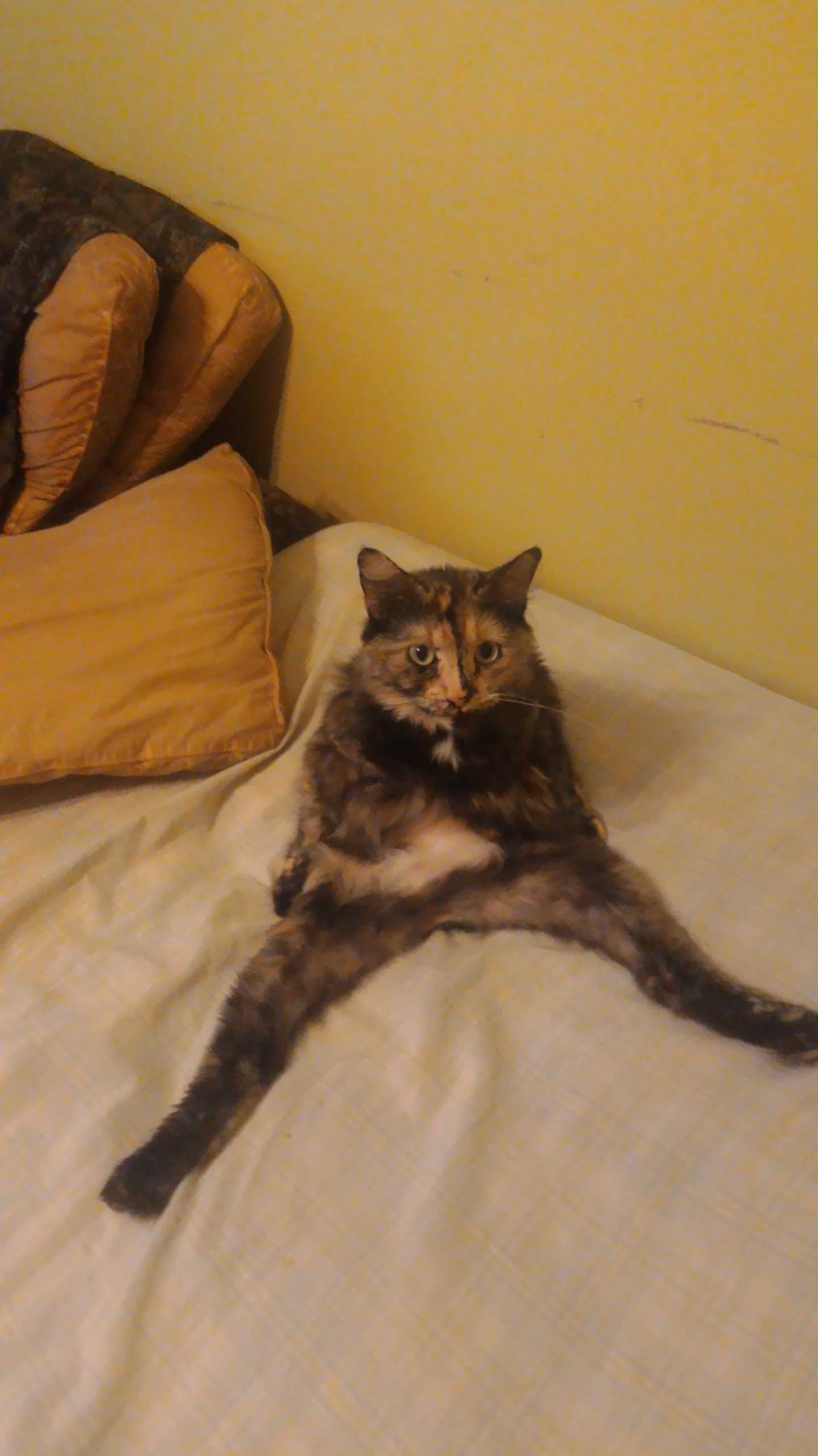 Caught My Cat Looking Very Suspicious
