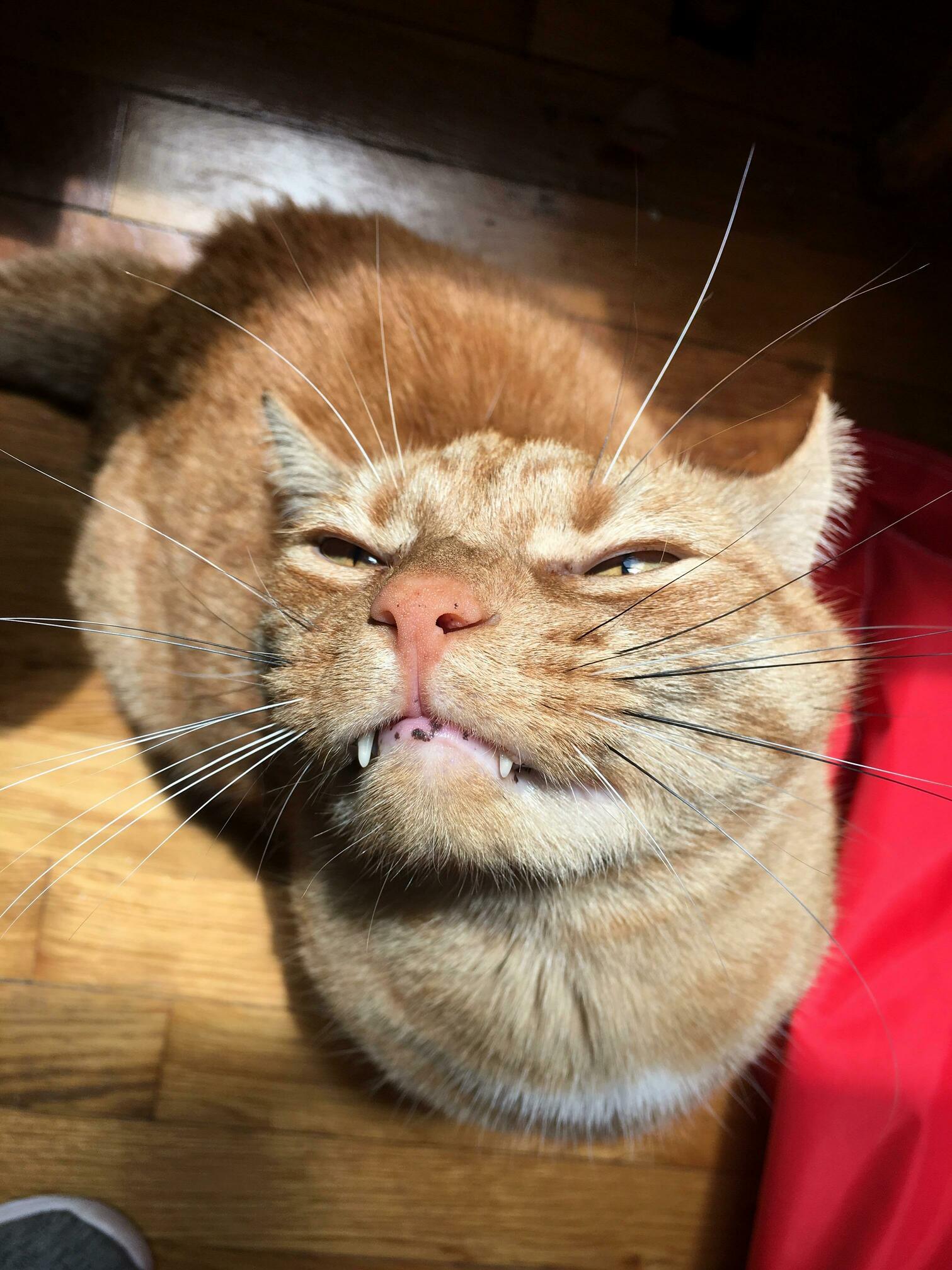 Chester Is Having Fun in the Sun