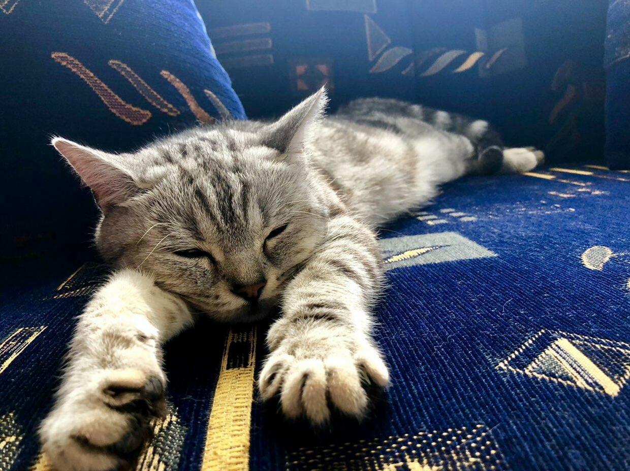 Chilling on Sofa